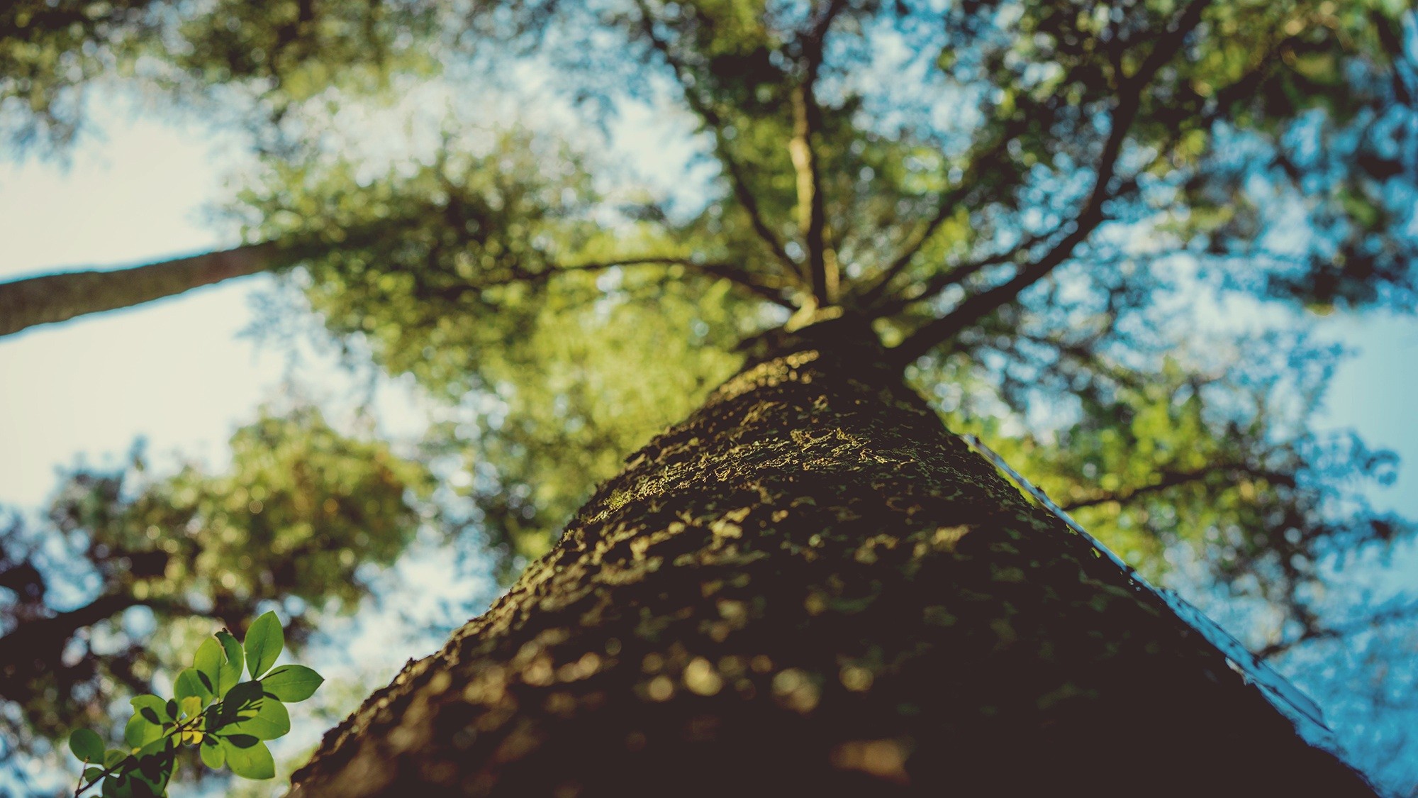 Trees Nature Worms Eye View Bokeh Depth Of Field Leaves Sky Vintage Bottom View 2000x1125