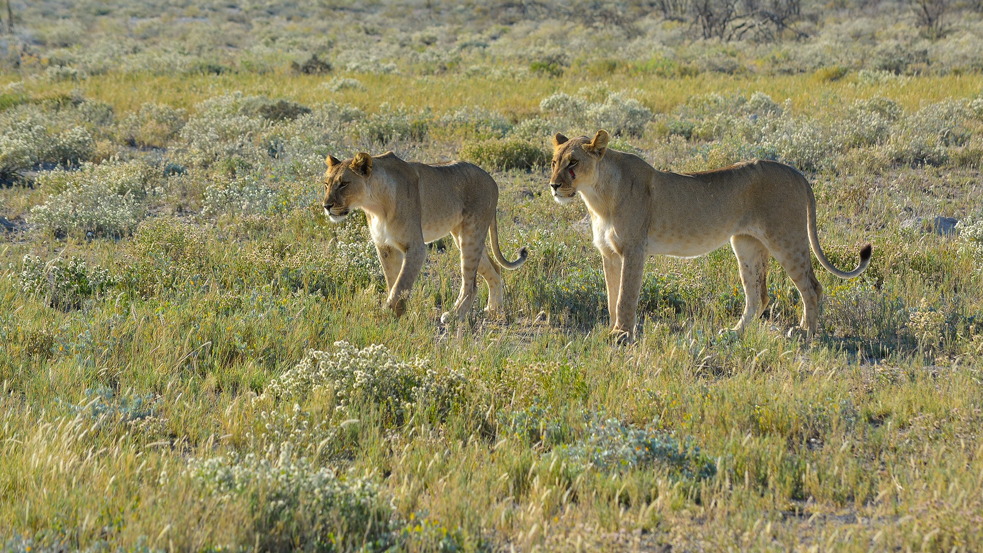Namibia Lion Animals Landscape Savannah Nature Wildlife Africa Big Cats 1920x1080