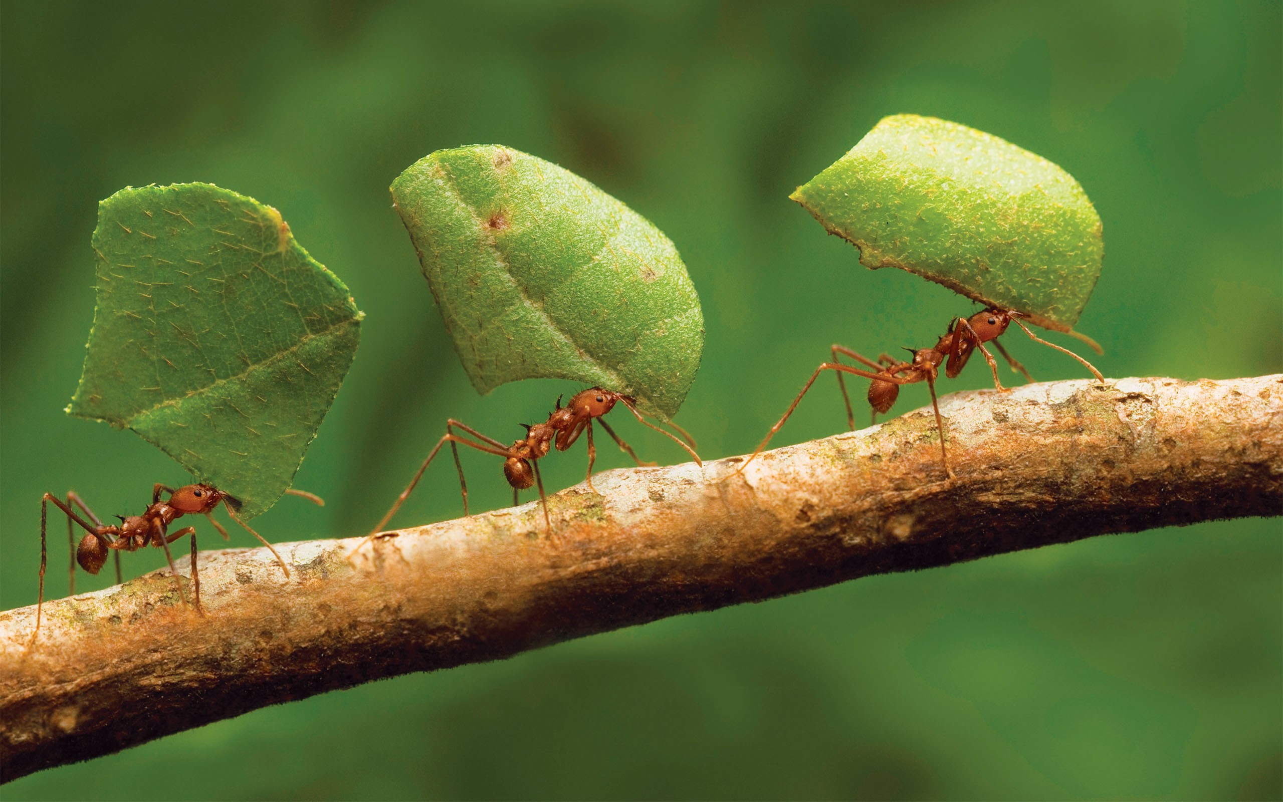 Animals Insect Hymenoptera Ants Macro 2560x1600