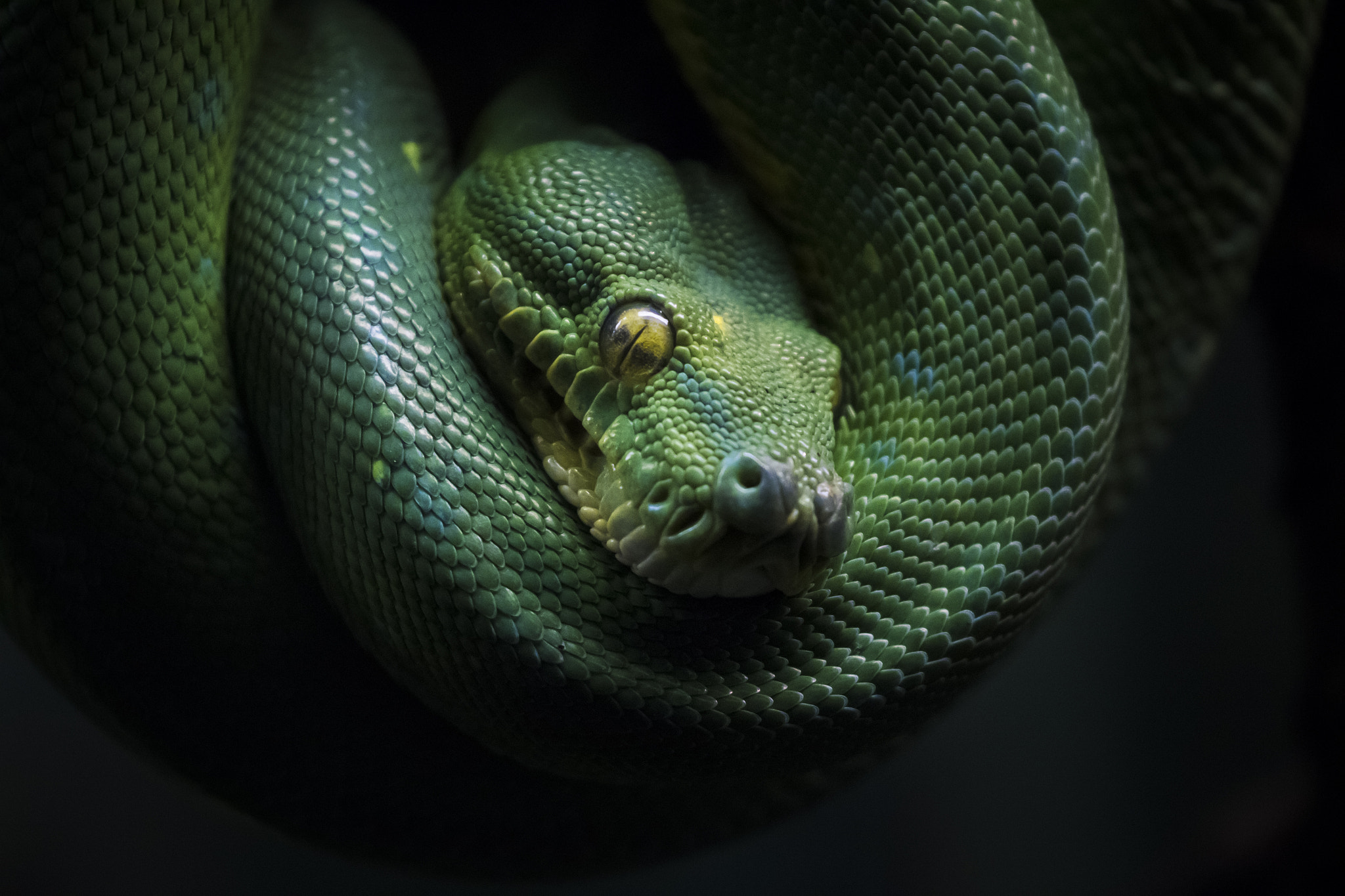 Dark Snake Reptiles Animals Green 2048x1365