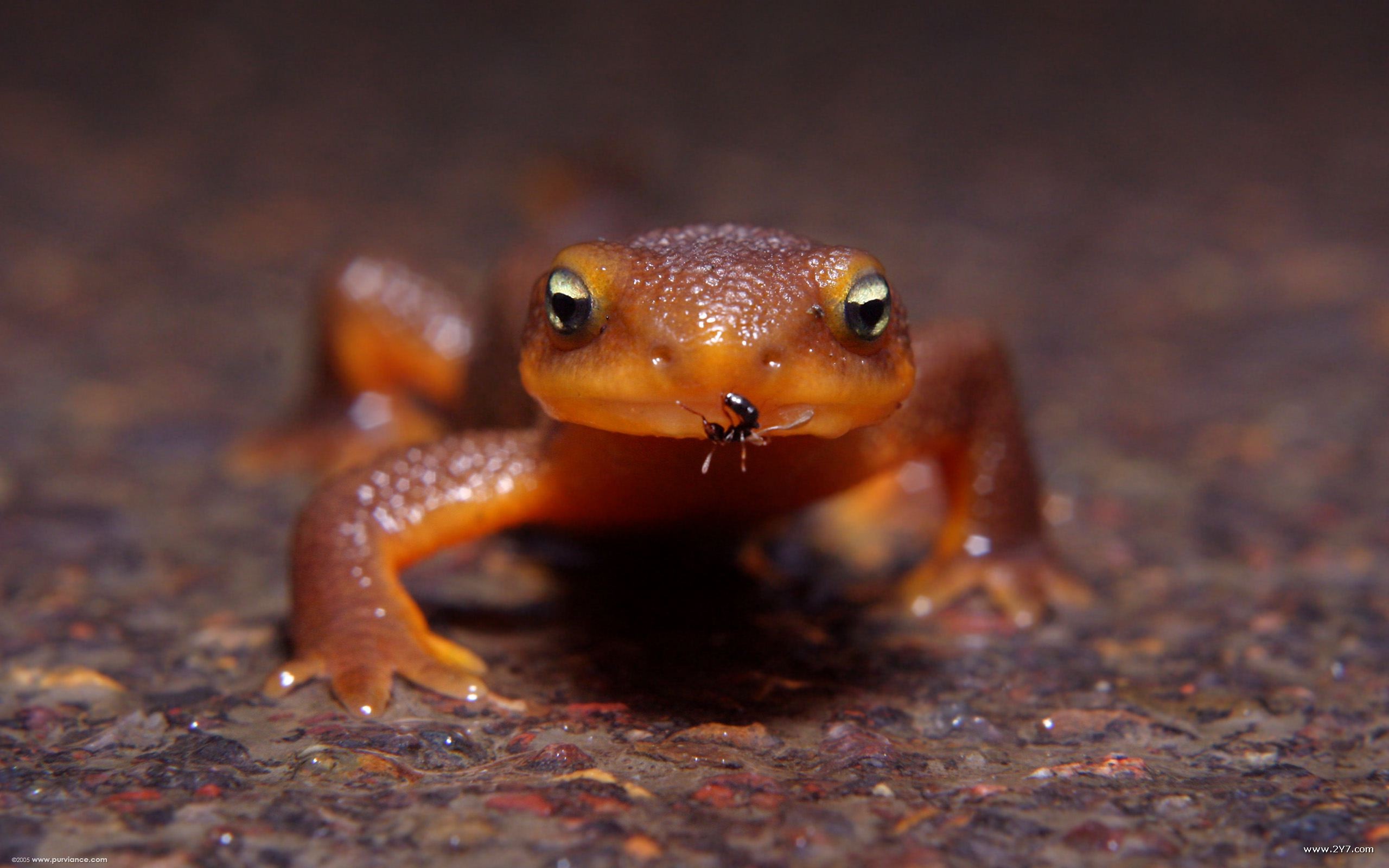 Animal Newt 2560x1600