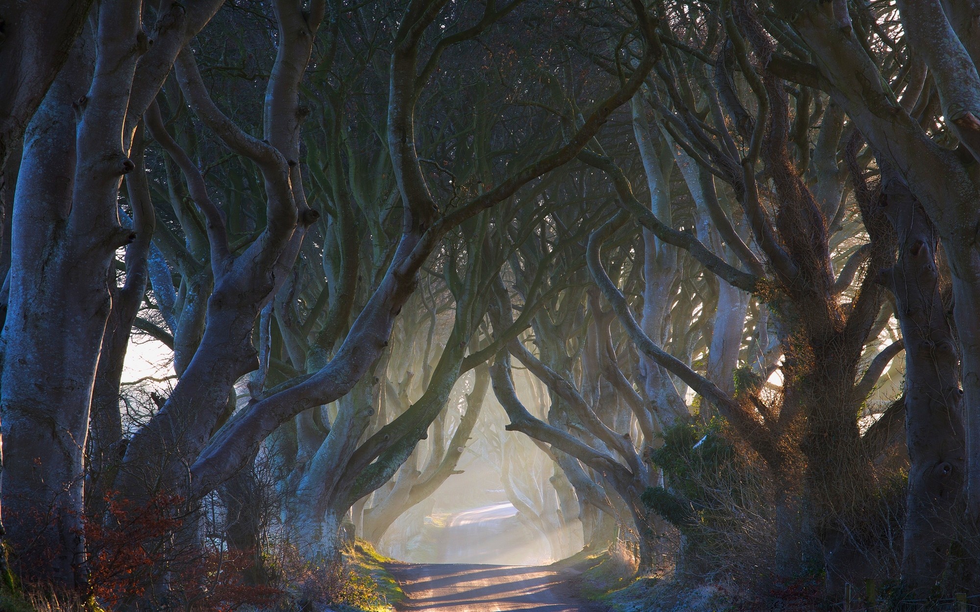 Nature Landscape Fairy Tale Road Trees Ireland Mist Morning Shrubs Sun Rays Tunnel 2000x1250