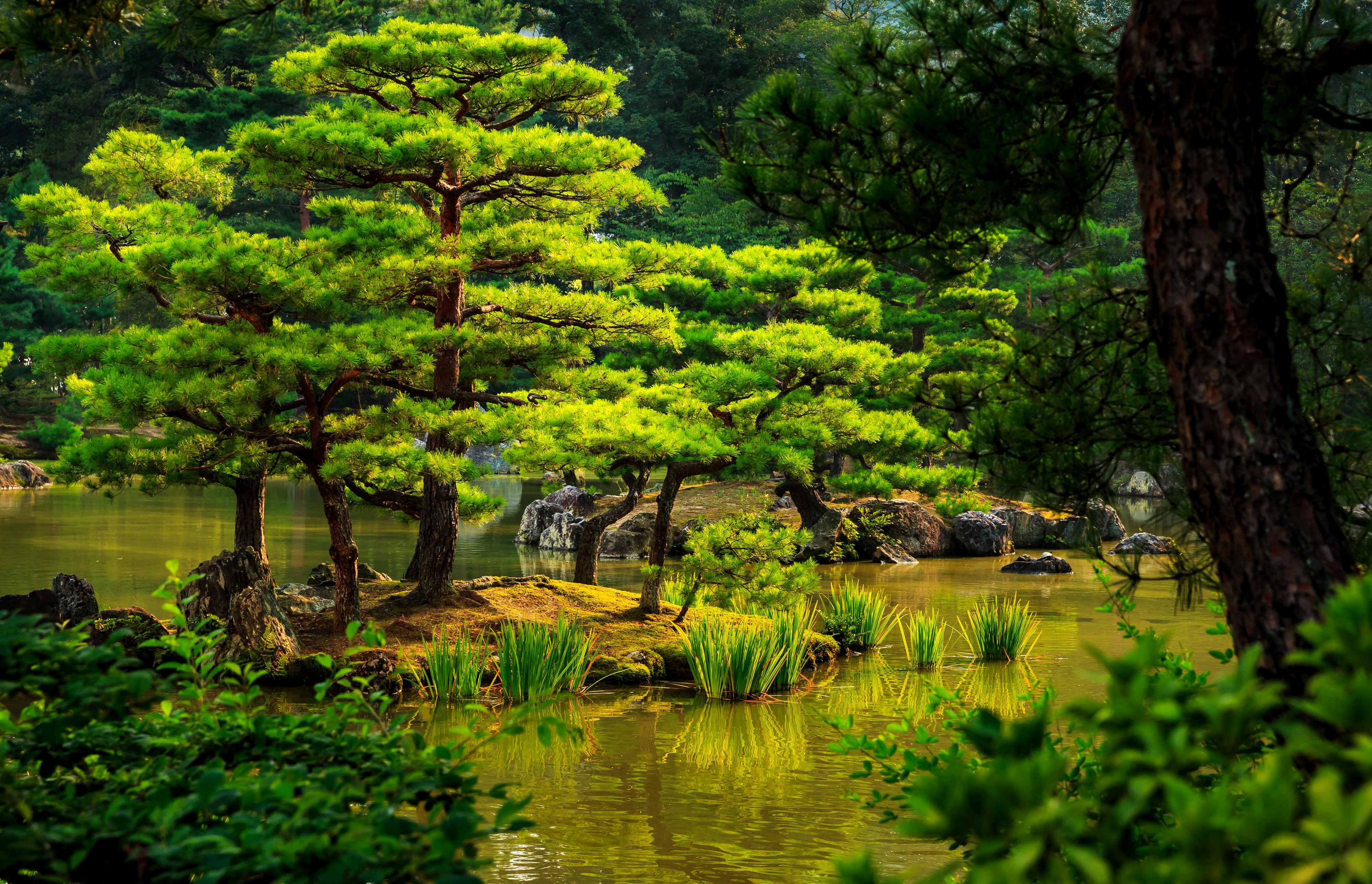 Japanese Garden Garden Green Tree Pond 4000x2576