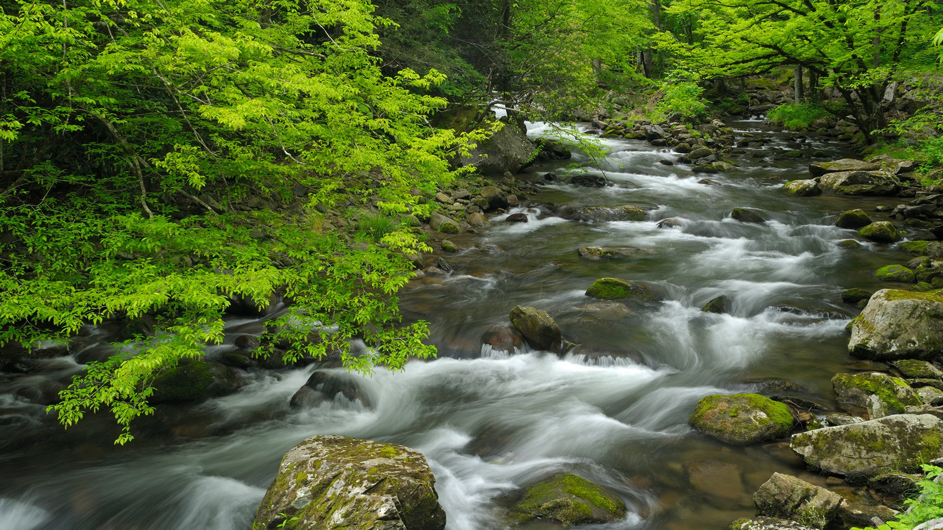 Nature Trees Forest Rocks Moss Water Long Exposure River Smoky Mountains Tennessee USA 1920x1080