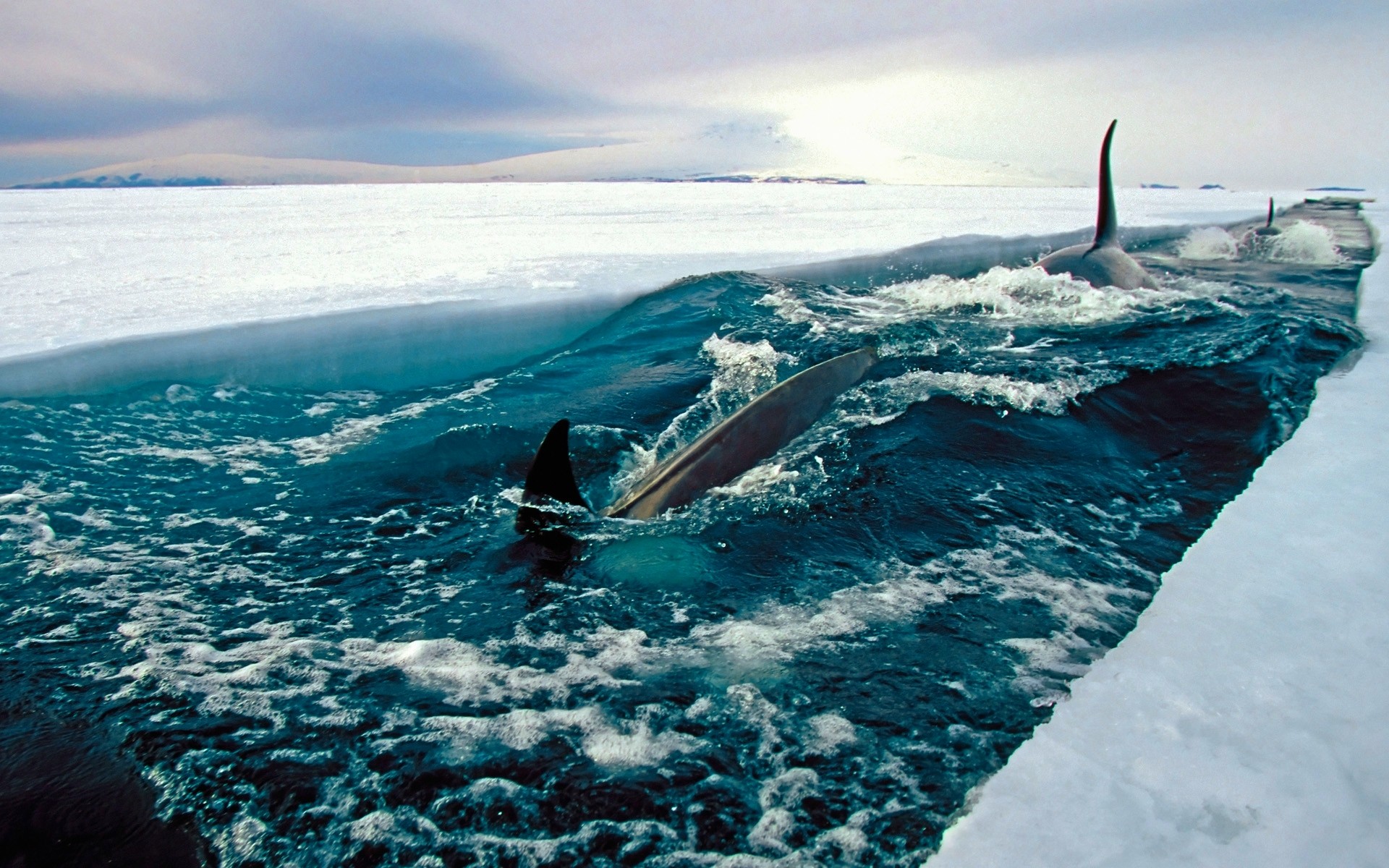 Sea Ice Antarctica Fish Nature Landscape Orca 1920x1200