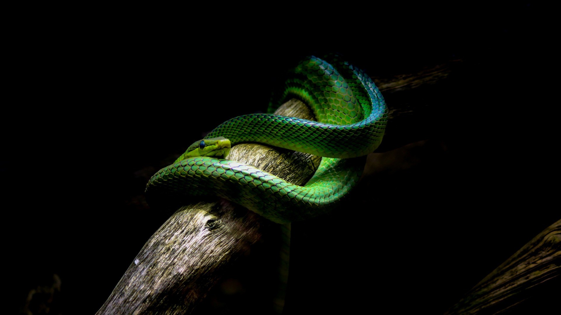 Nature Animals Snake Vipers Branch Black Background Green 1920x1080