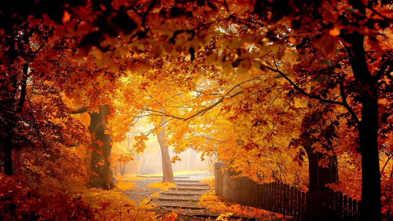 Nature Fall Path Park Red Leaves Trees 1366x768