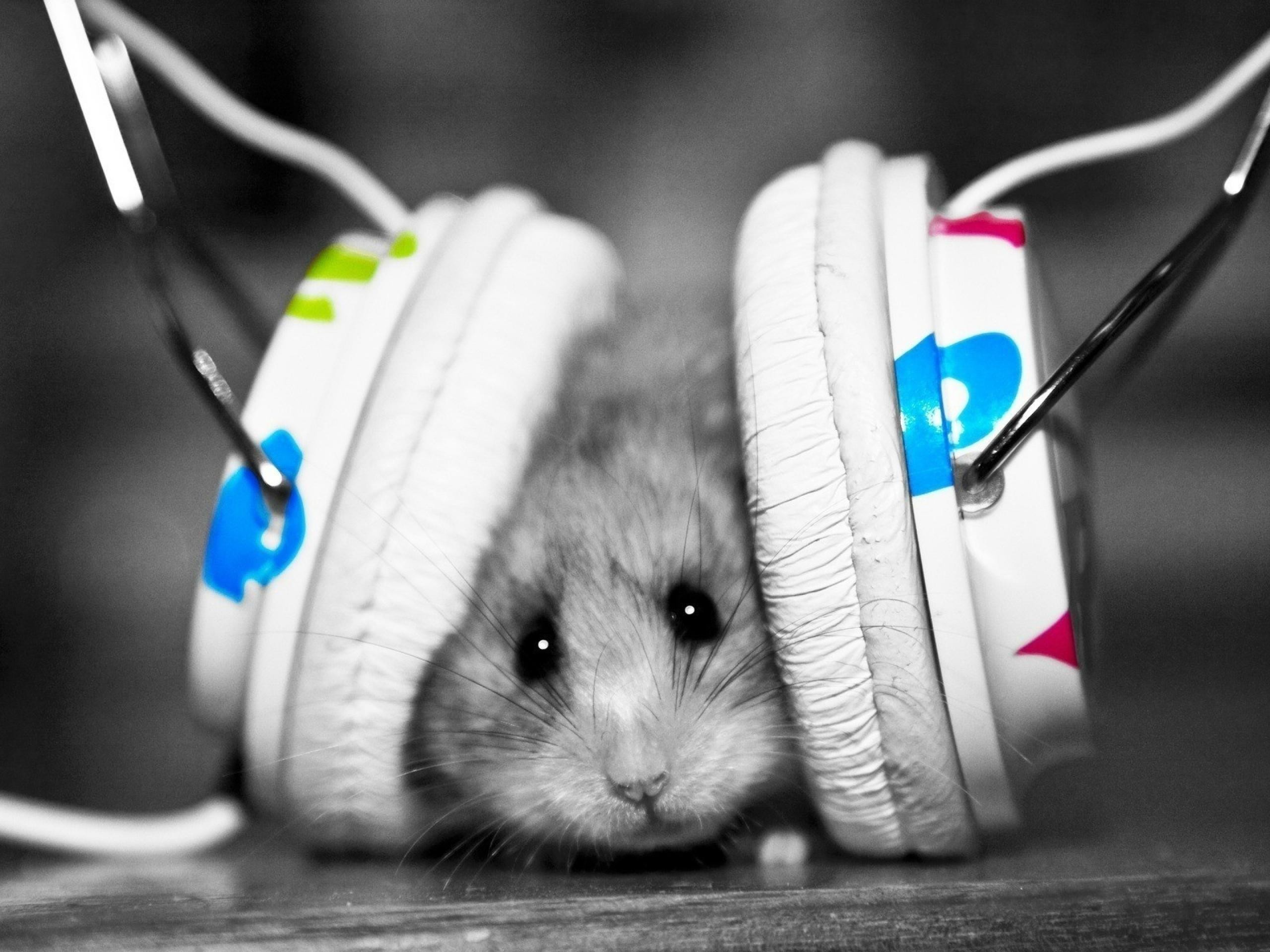 Hamster Animals Headphones 2560x1920