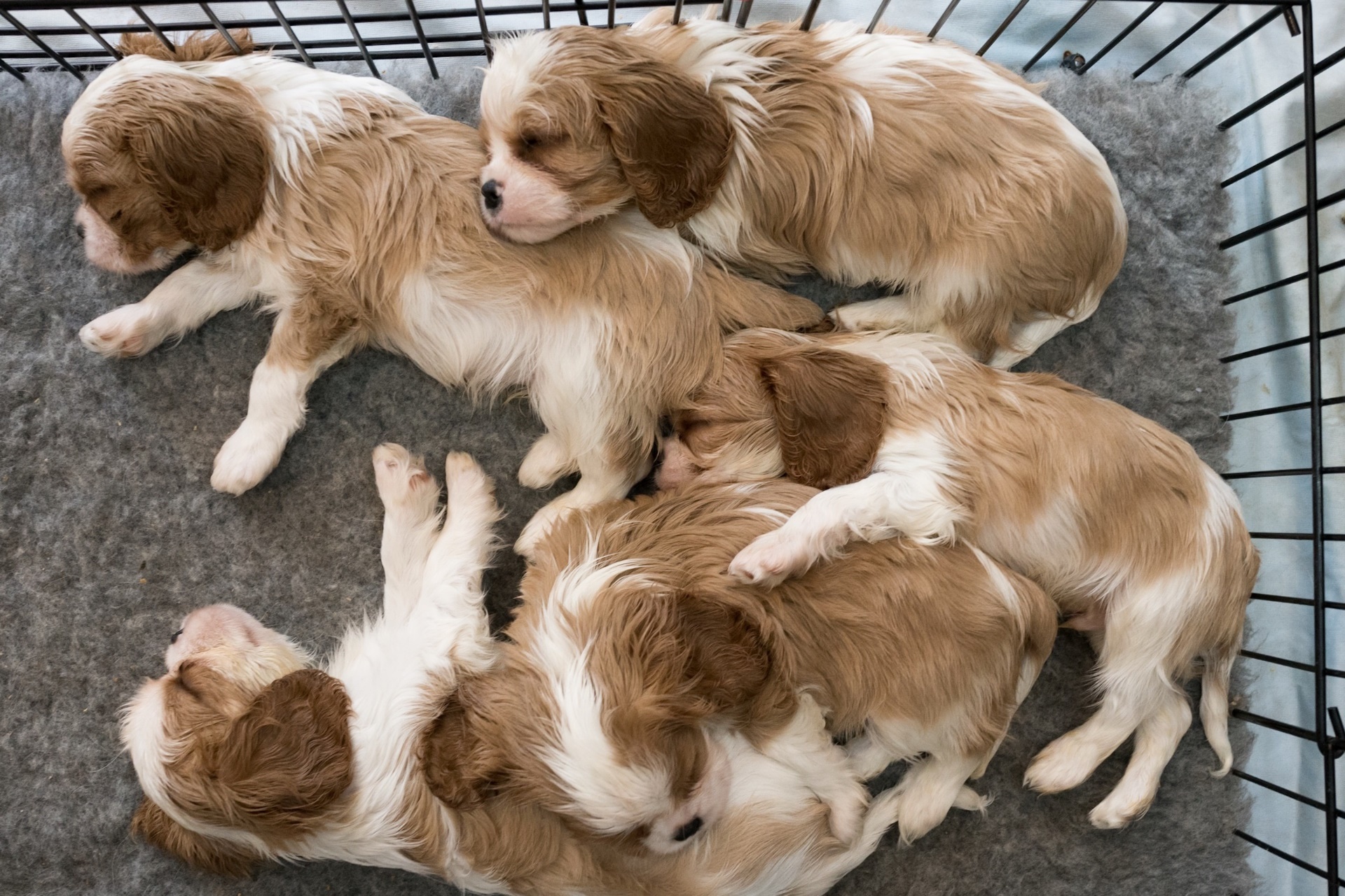 Puppies Sleeping Dog Animals 1920x1280