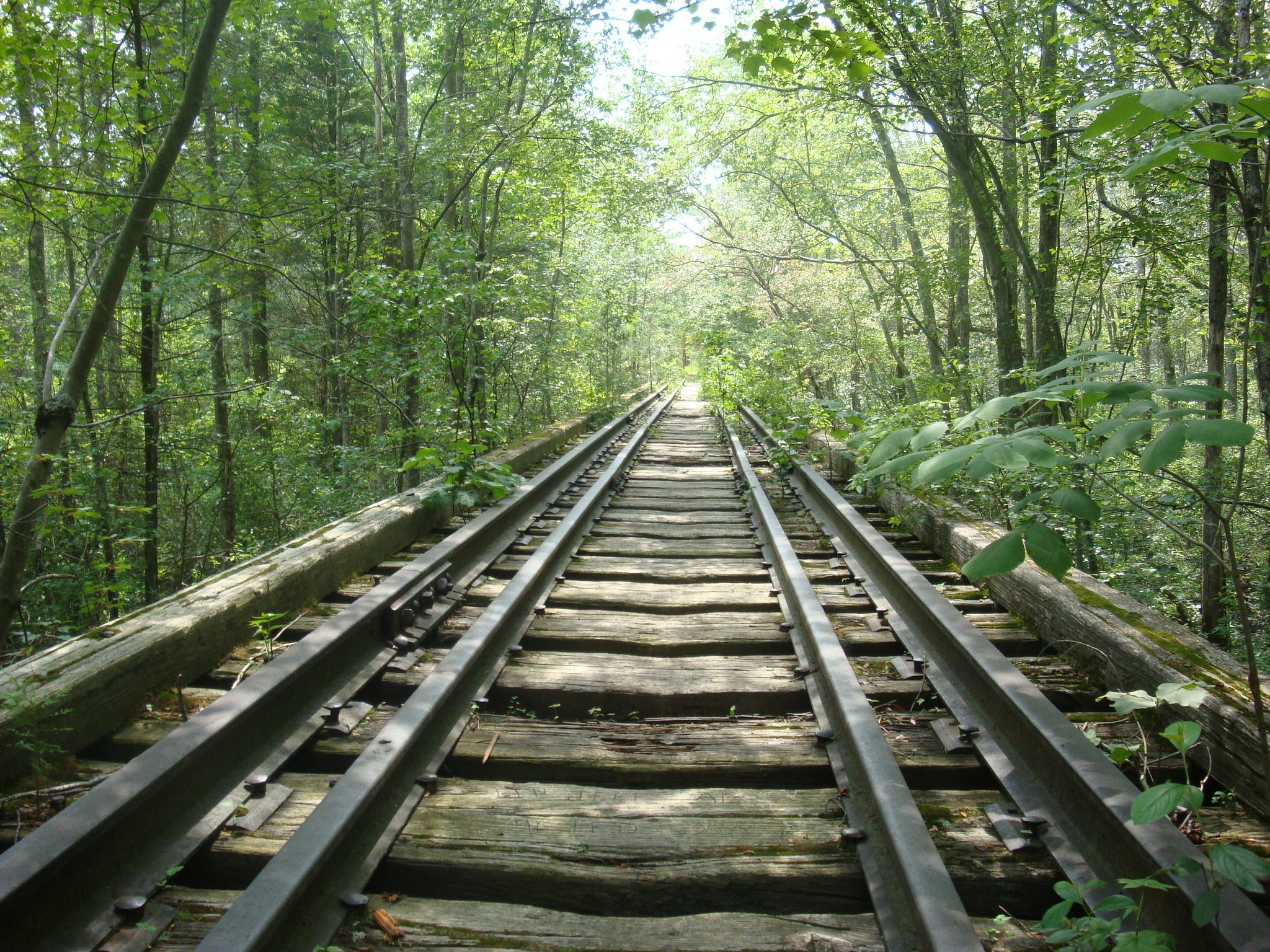 Nature Path Railroad Track Forest Abandoned 2048x1536