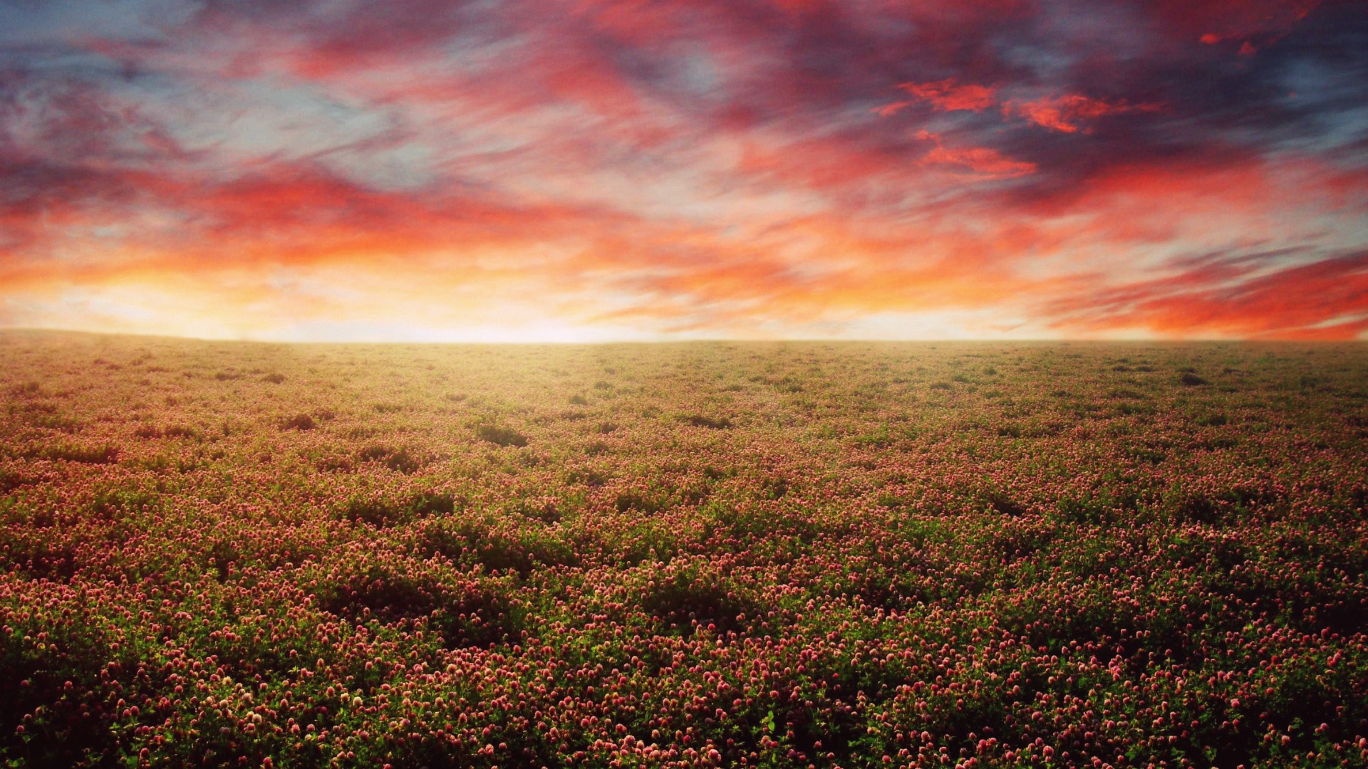 Landscape Field Flowers Plains Long Exposure Skyscape Purple Sky 1920x1080