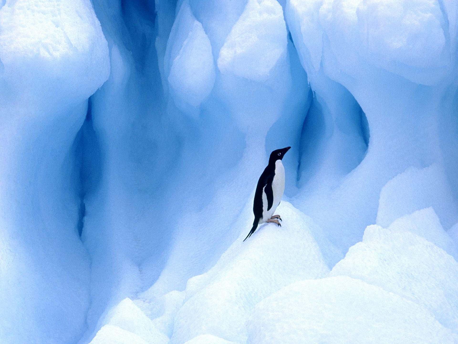 Animal Penguin Adelie Penguin Bird Ice Glacier 1920x1440