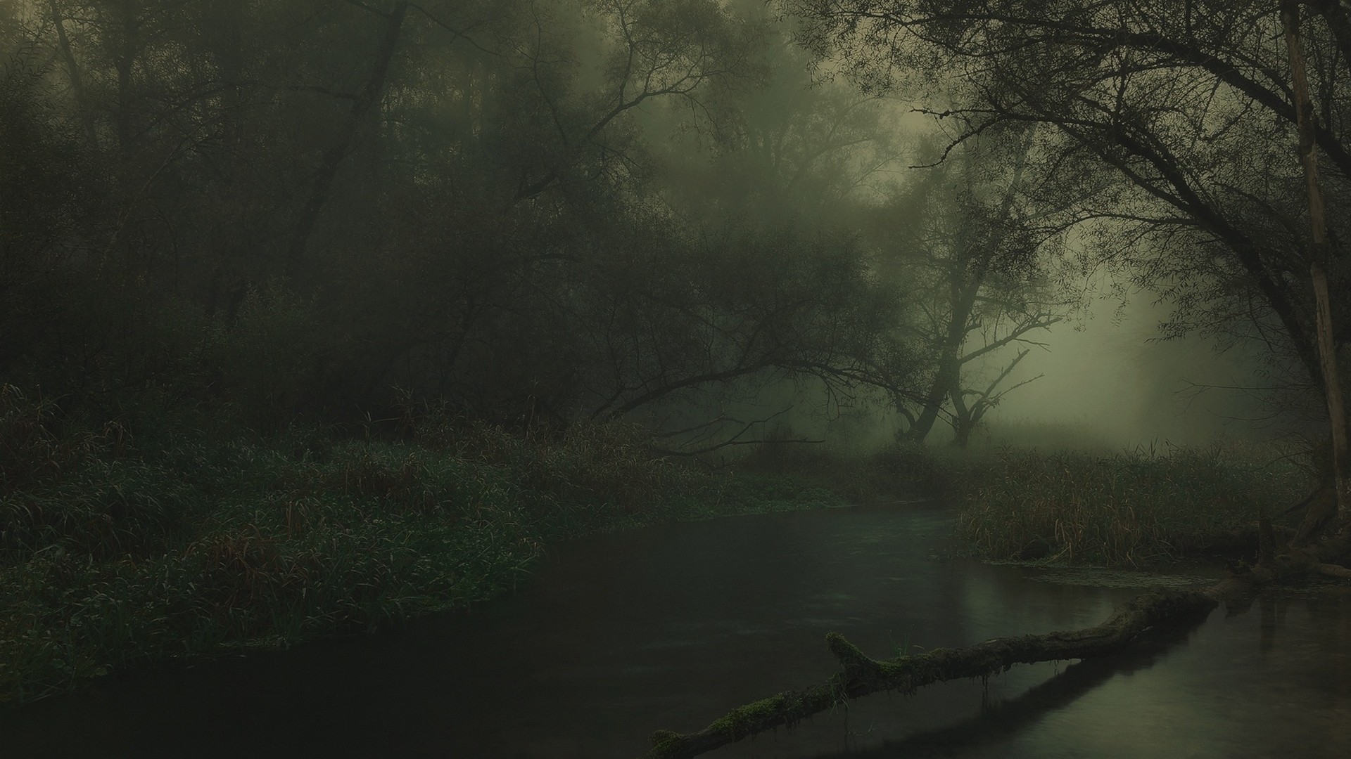 Landscape Nature River Forest Dark Mist Shrubs Trees Atmosphere Germany Reeds 1920x1080
