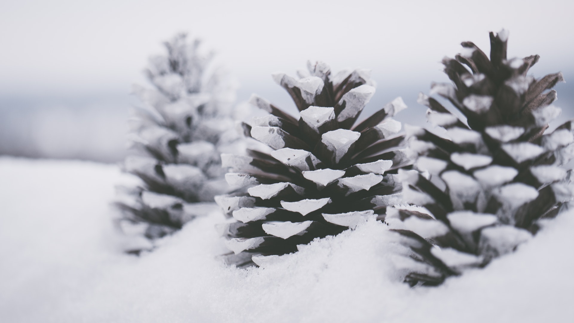 Nature Landscape Winter Snow Cold Monochrome Pine Cones Depth Of Field Closeup 1920x1080