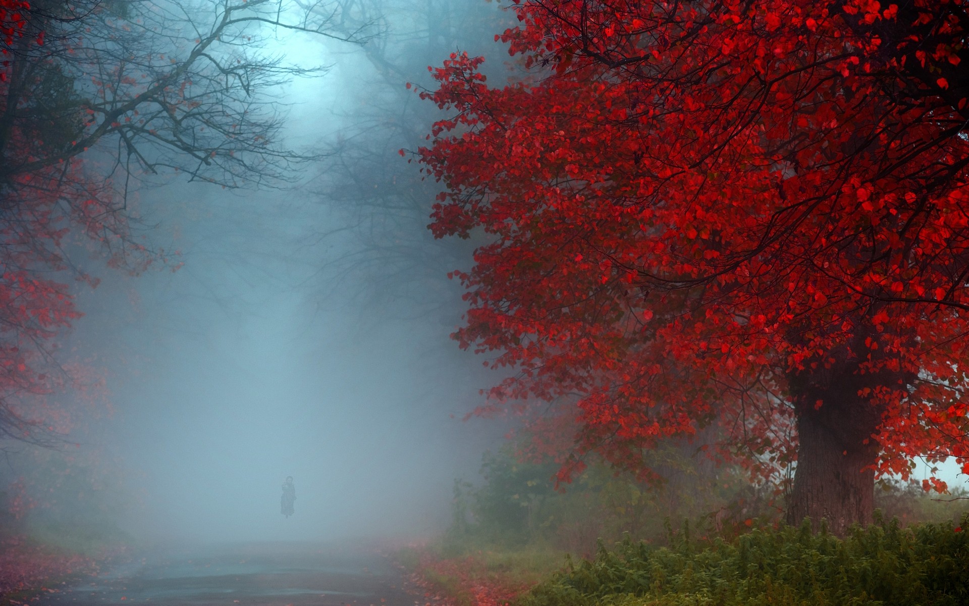 Nature Landscape Mist Fall Red Blue Green Shrubs Morning Road UK 1920x1200