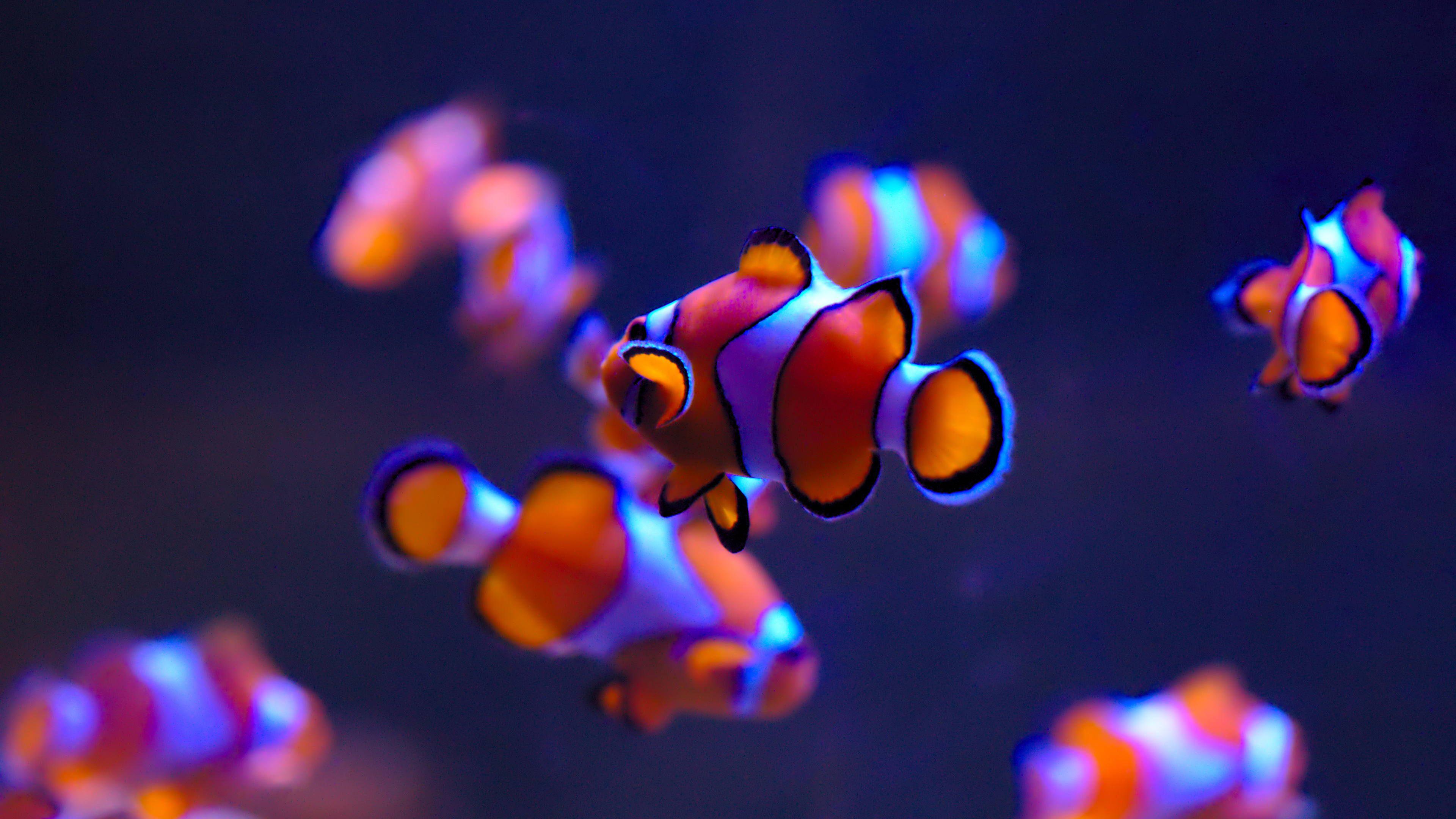 Ultra HD Fish Clownfish Underwater Finding Nemo 3840x2160