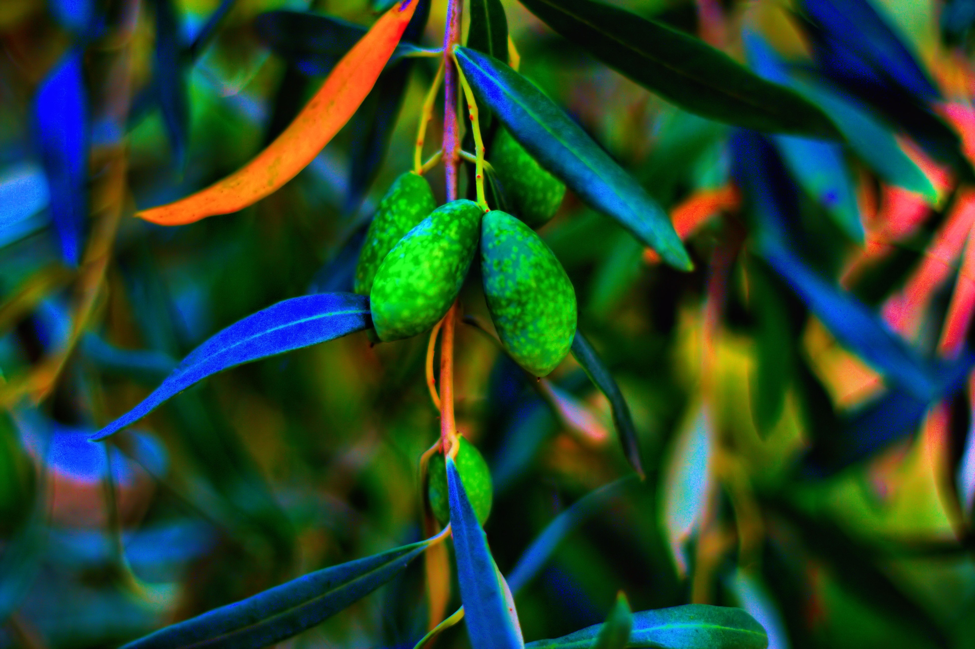 Olives Trees Plants Outdoors Leaves 3906x2602