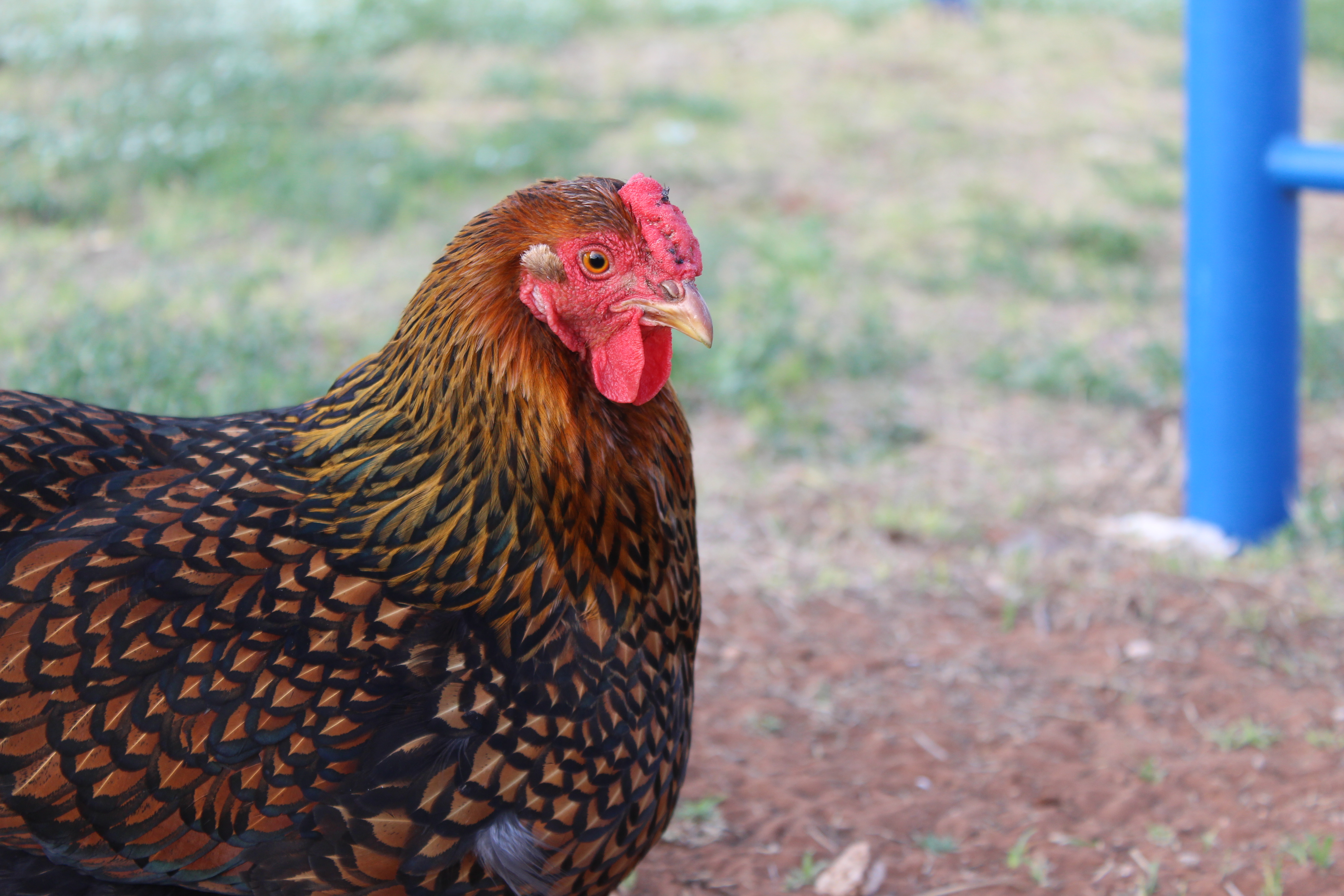 Chicken Rooster Birds Animals 5184x3456