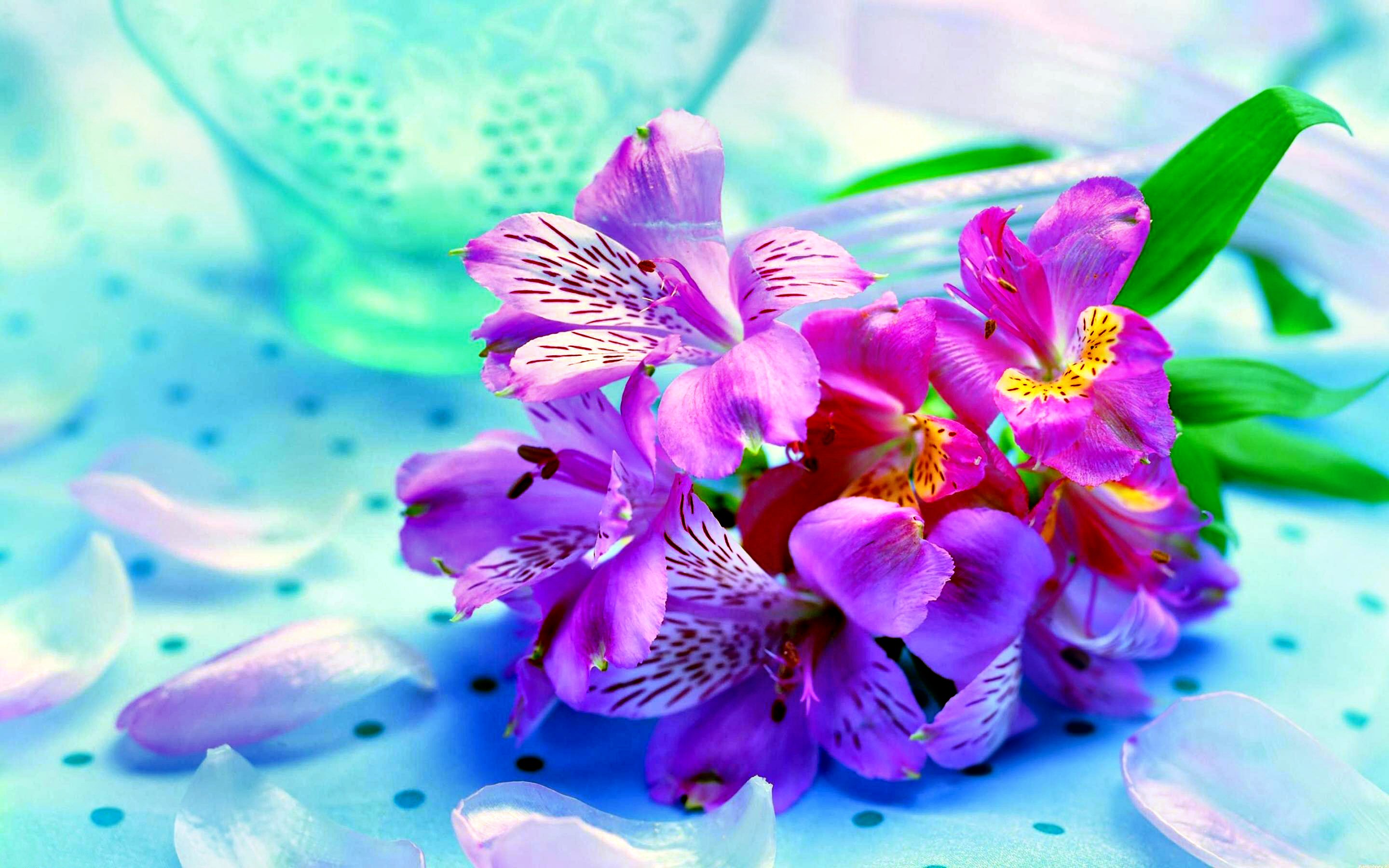 Flower Pink Colorful Iris Lavender 2880x1800