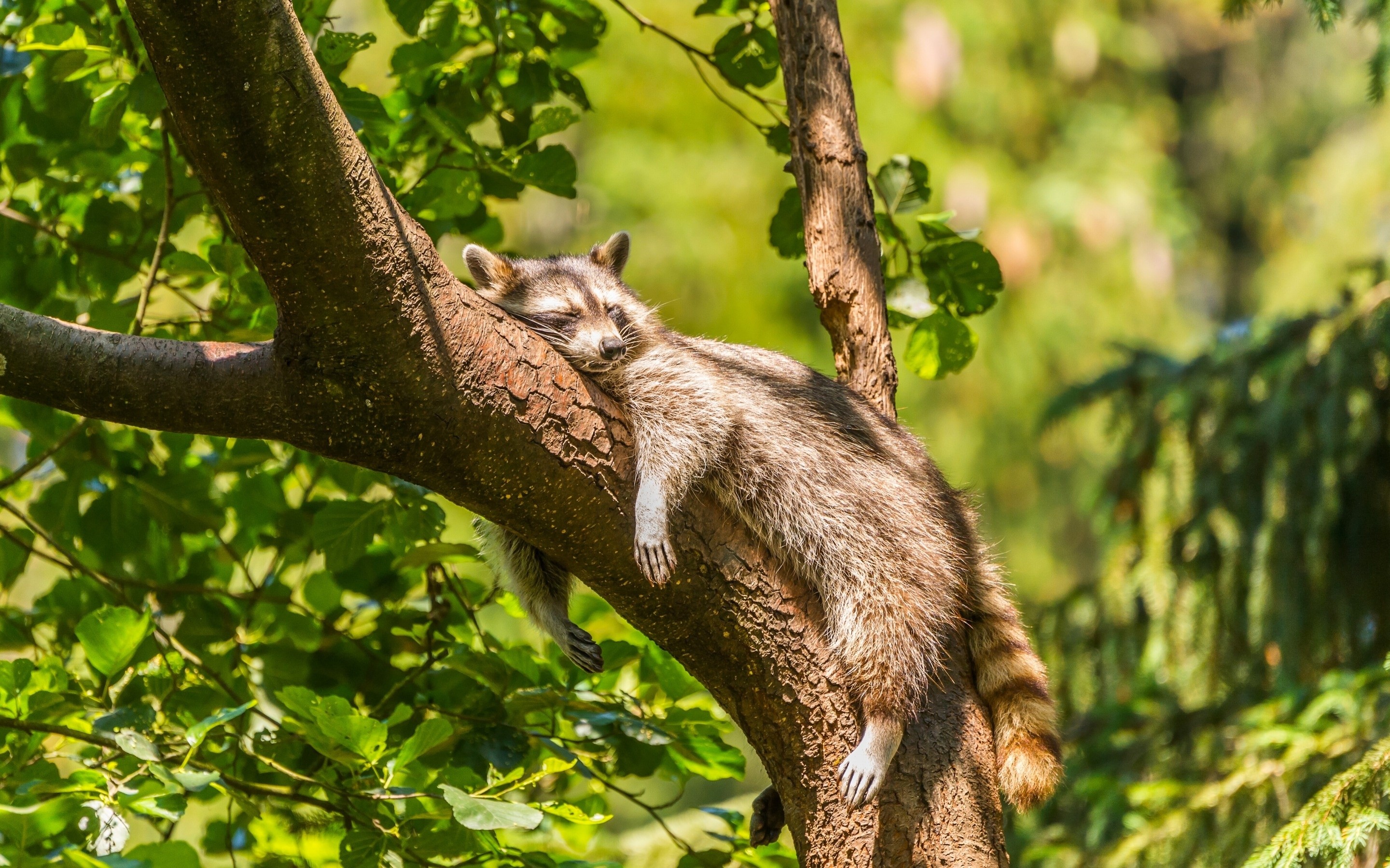 Animals Raccoons Mammals Sleeping Trees Forest 2880x1800