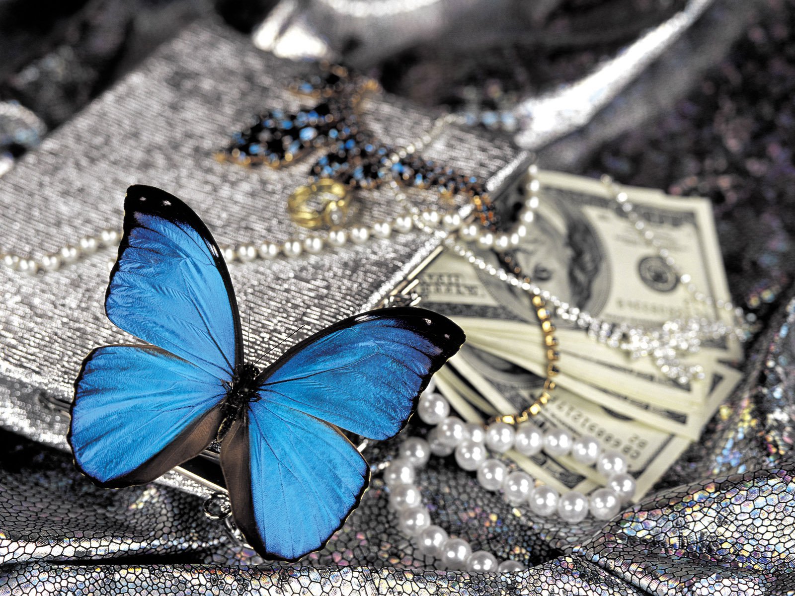 Butterfly Blue Close Up Money Pearl Jewelry 1600x1200