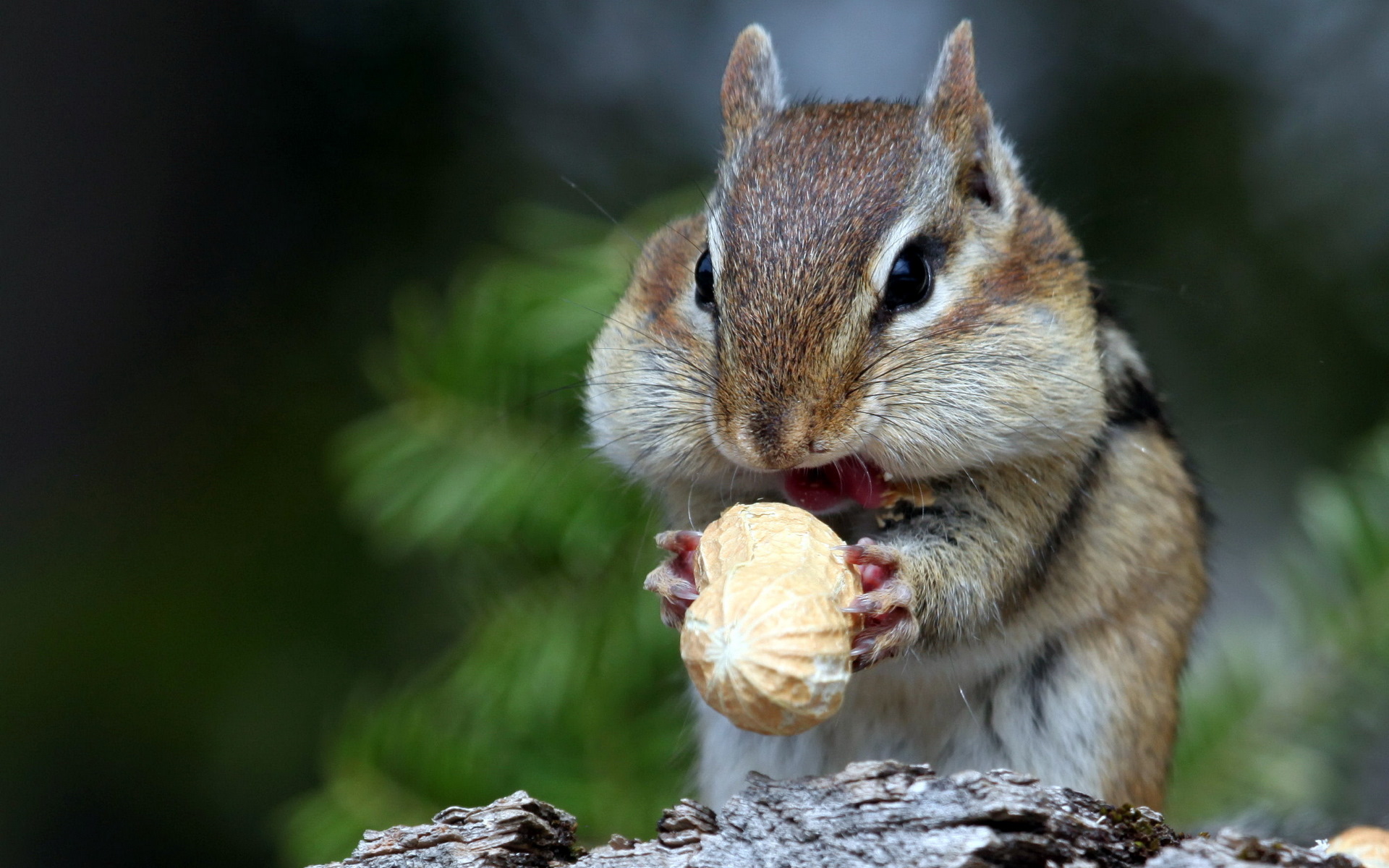 Mammals Animals Nuts Squirrel Food Eating 1920x1200
