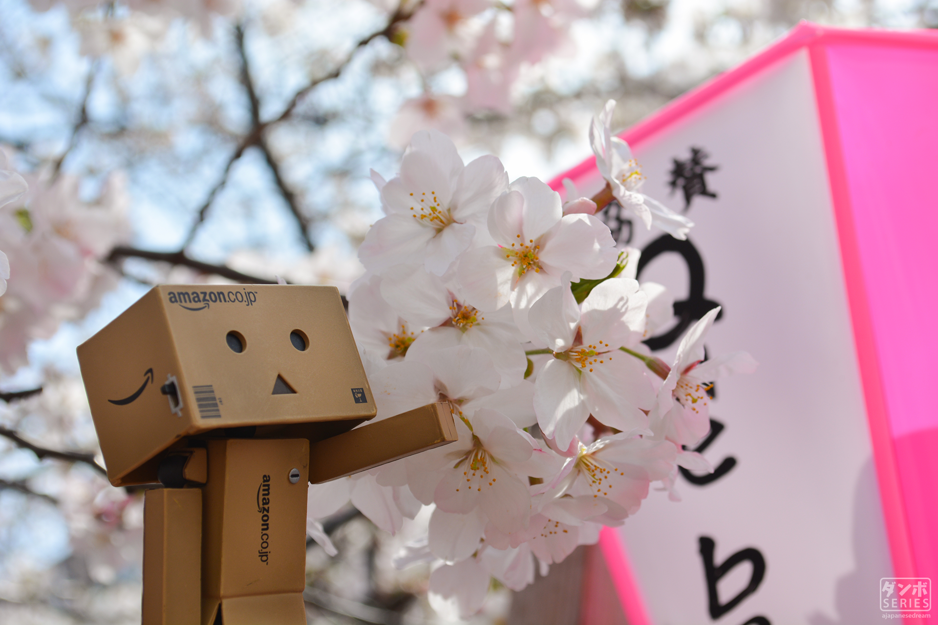 Danbo Amazon Cherry Blossom Spring Japan Japanese Tokyo Osaka Mount Fuji 1920x1280