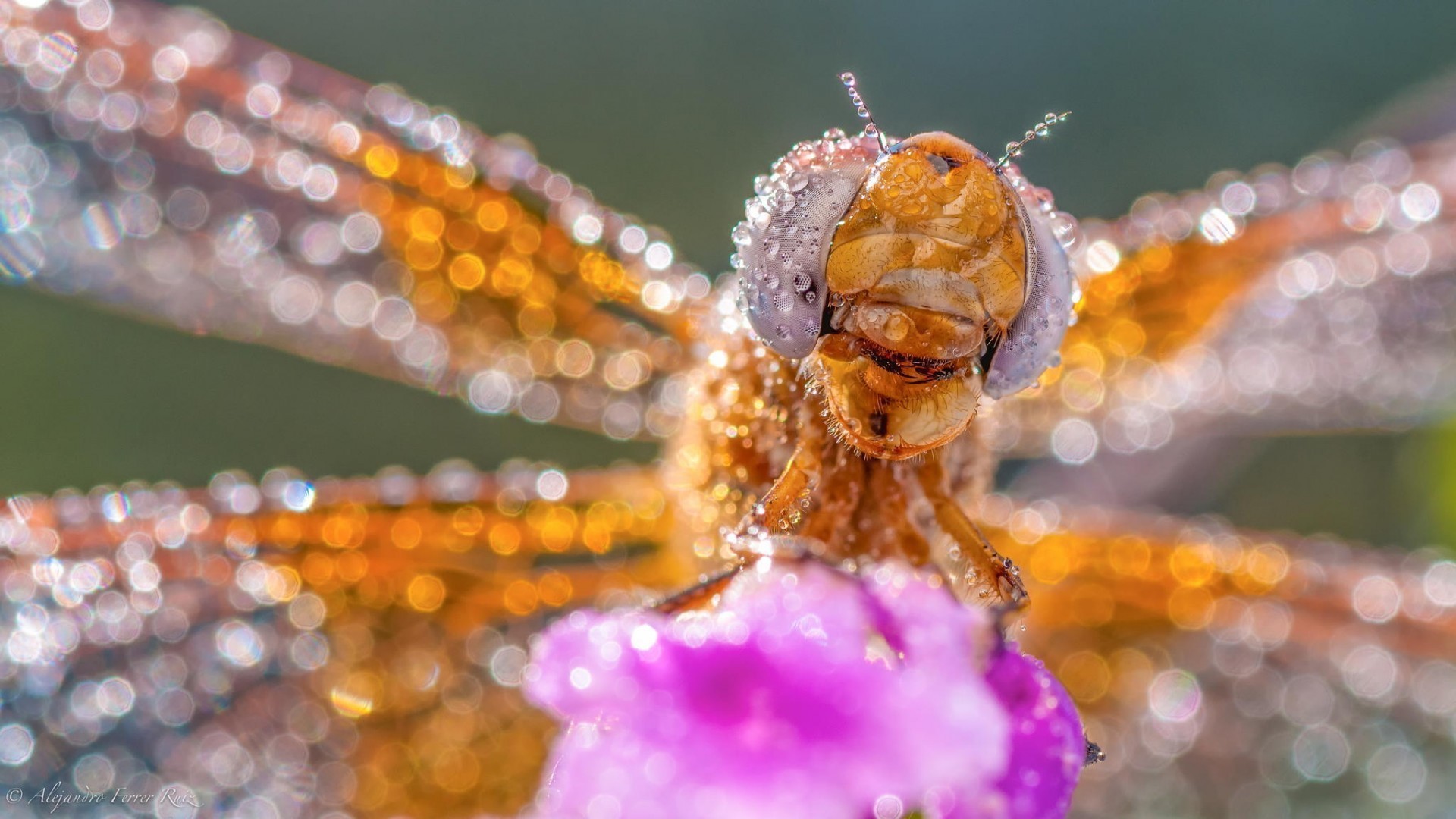 Animals Macro Water Drops Insect Dragonflies 1920x1080