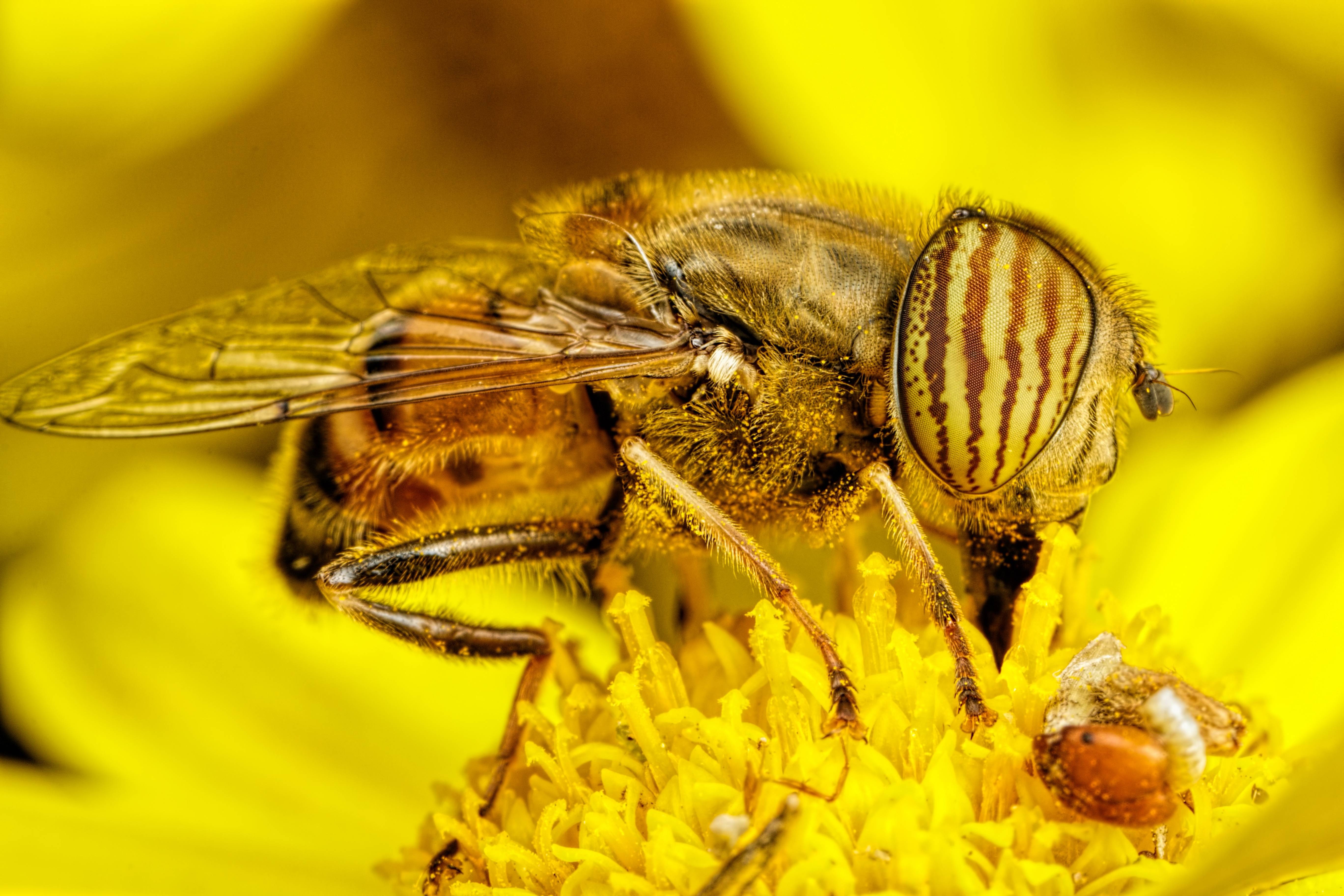 Insect Diptera Macro Animals Bees 5472x3648