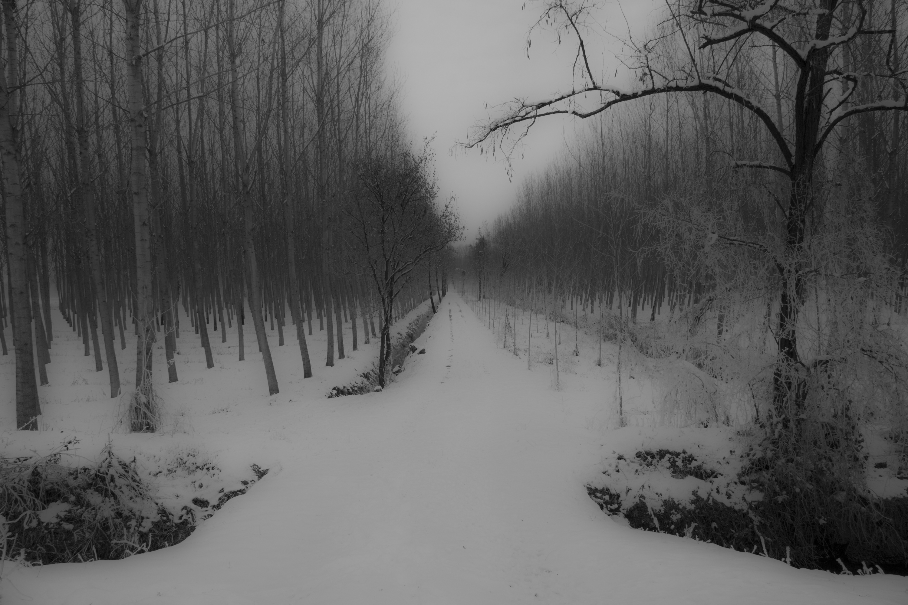 Snow Trees Nature Gloomy Monochrome Winter 3000x2000
