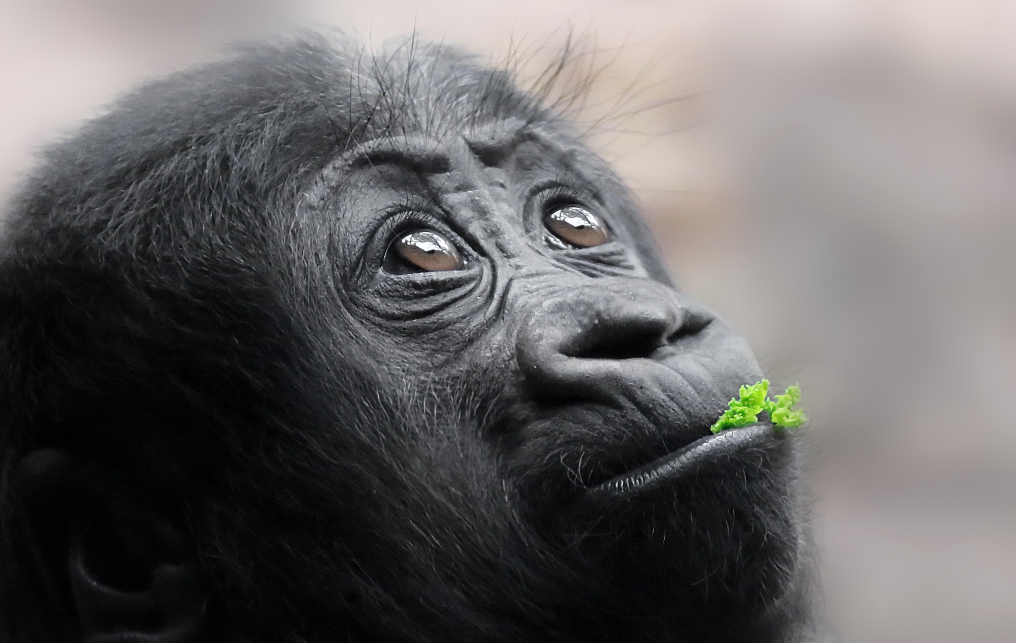 Looking Up Face Animals Apes 2048x1297