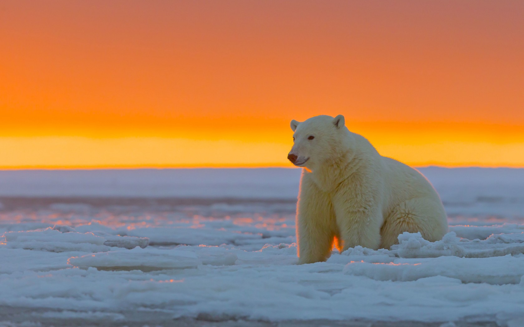 Polar Bears Snow Ice Animals Nature Orange Sky 1680x1050