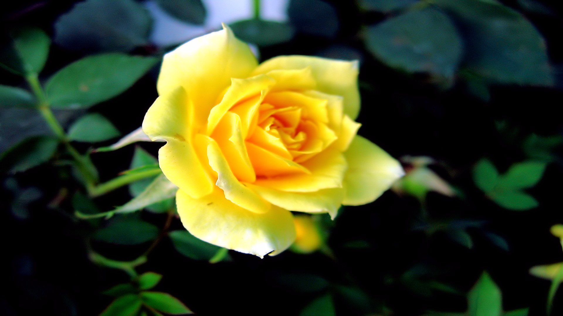 Yellow Rose Flower 1920x1080