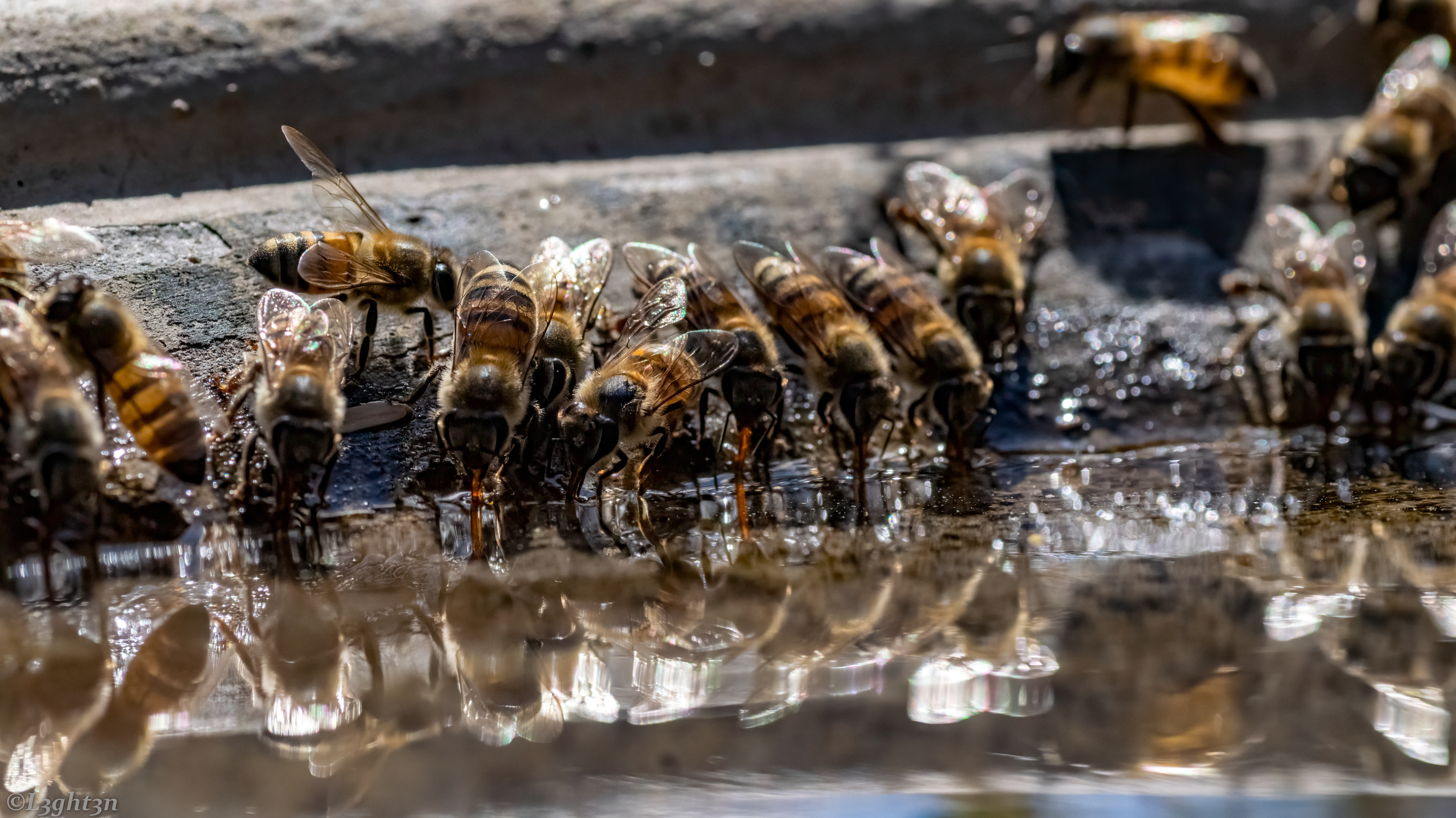 Water Photography Bees Reflection Insect Animals Drinking 3840x2160