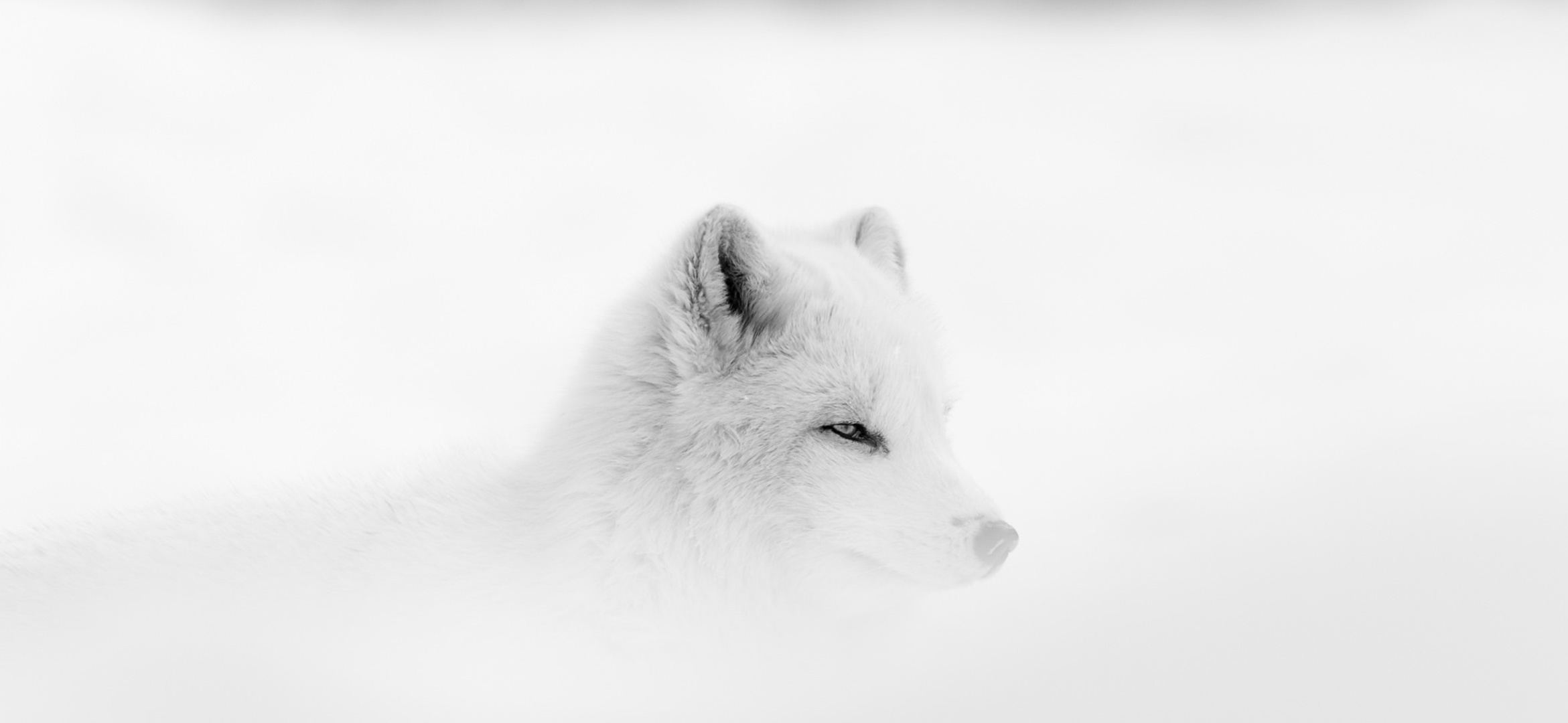 Wolf Landscape Pine Trees Arctic Fox 2341x1080