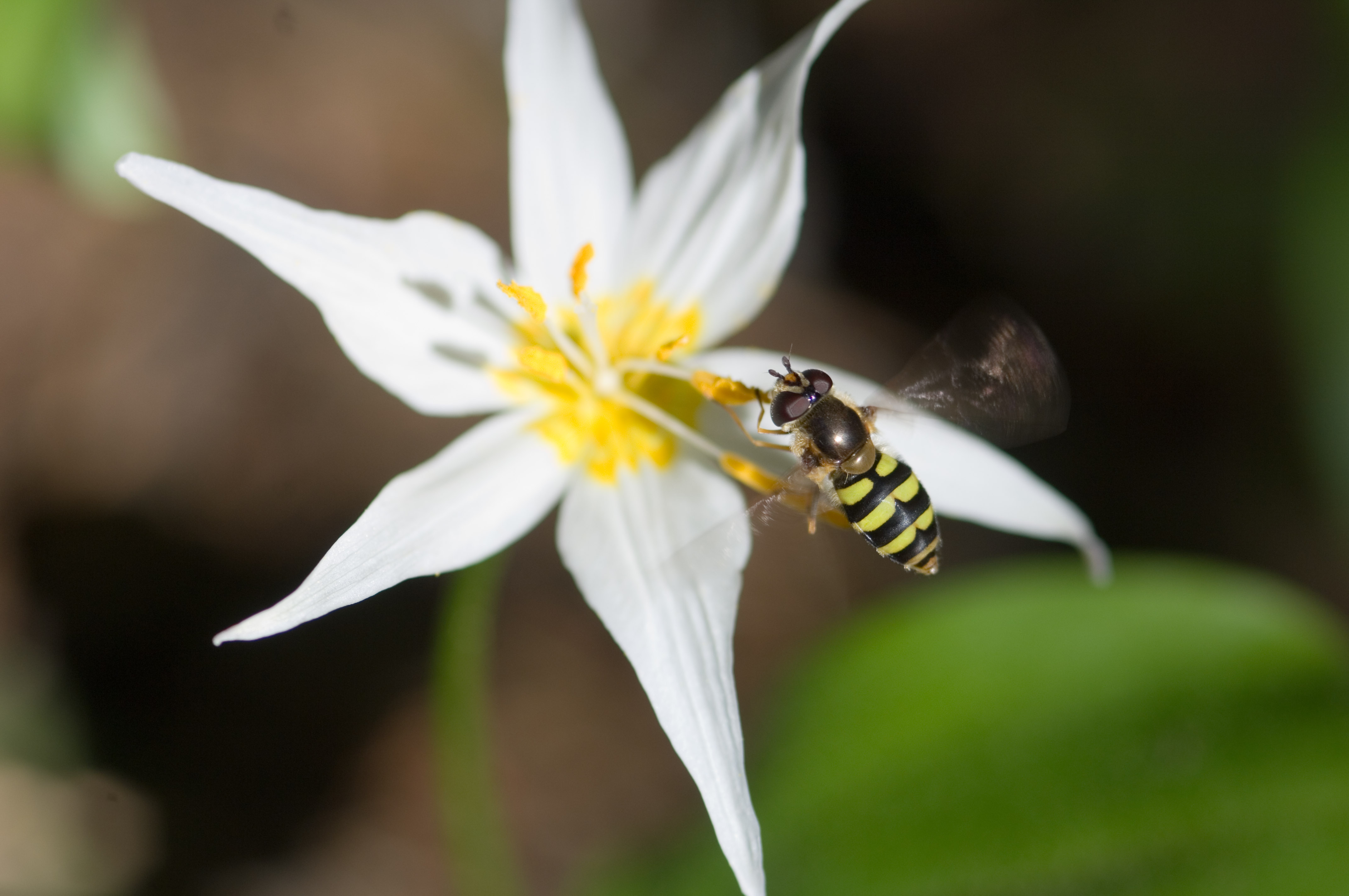 Animal Hoverfly 4288x2848