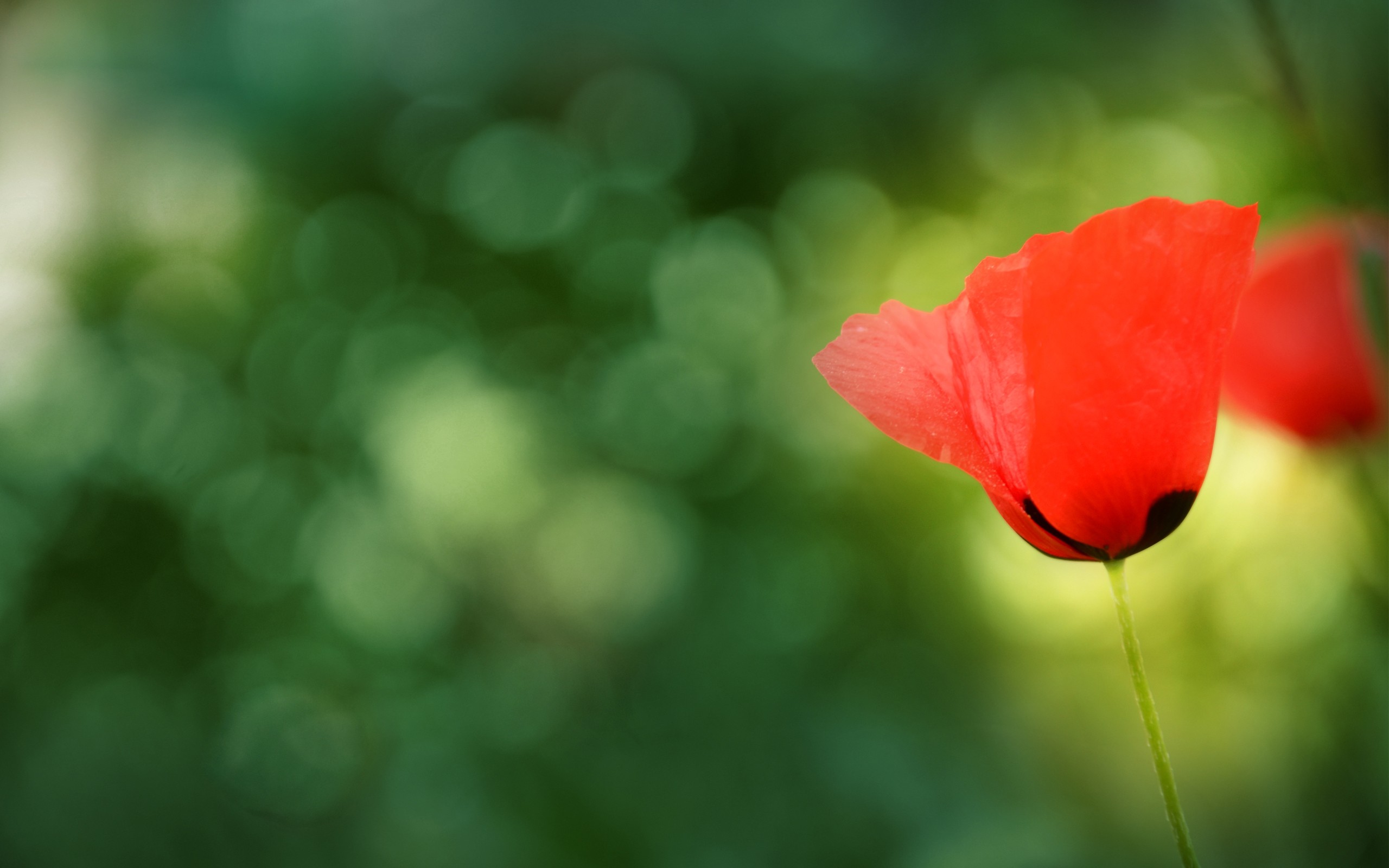 Poppies Red Flowers Plants 2560x1600