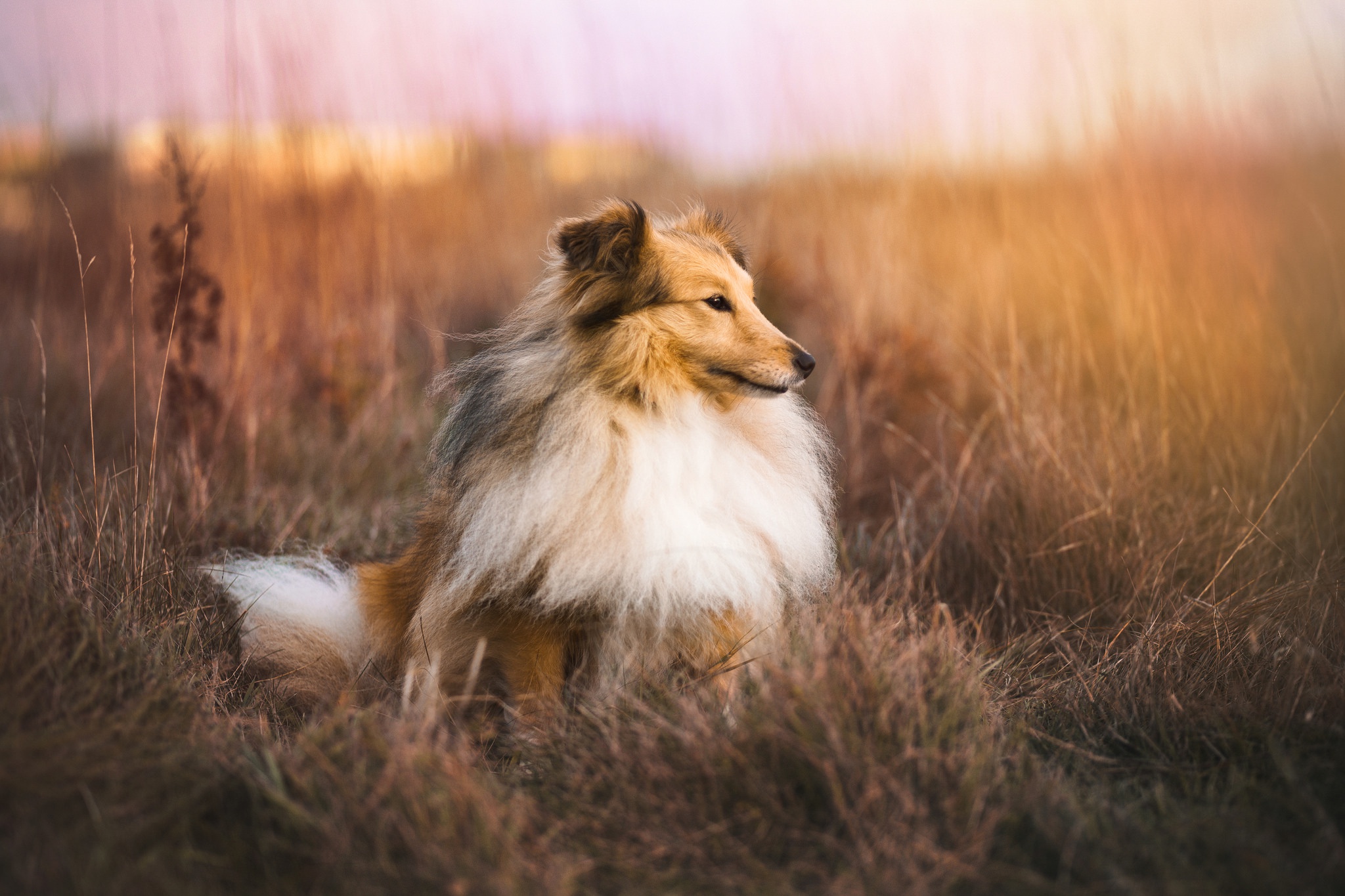 Nature Dog Animals Collie 2048x1365