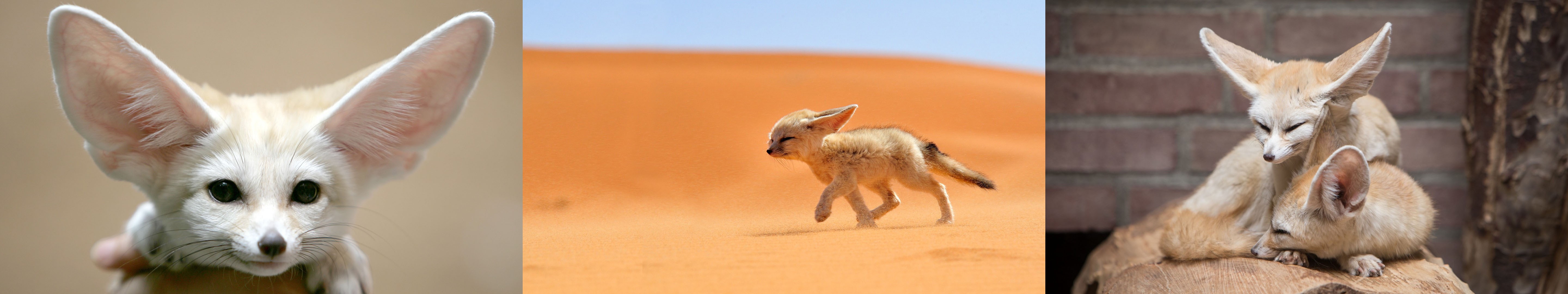 Fennec Fox Desert Multiple Display Triple Screen 5760x1080