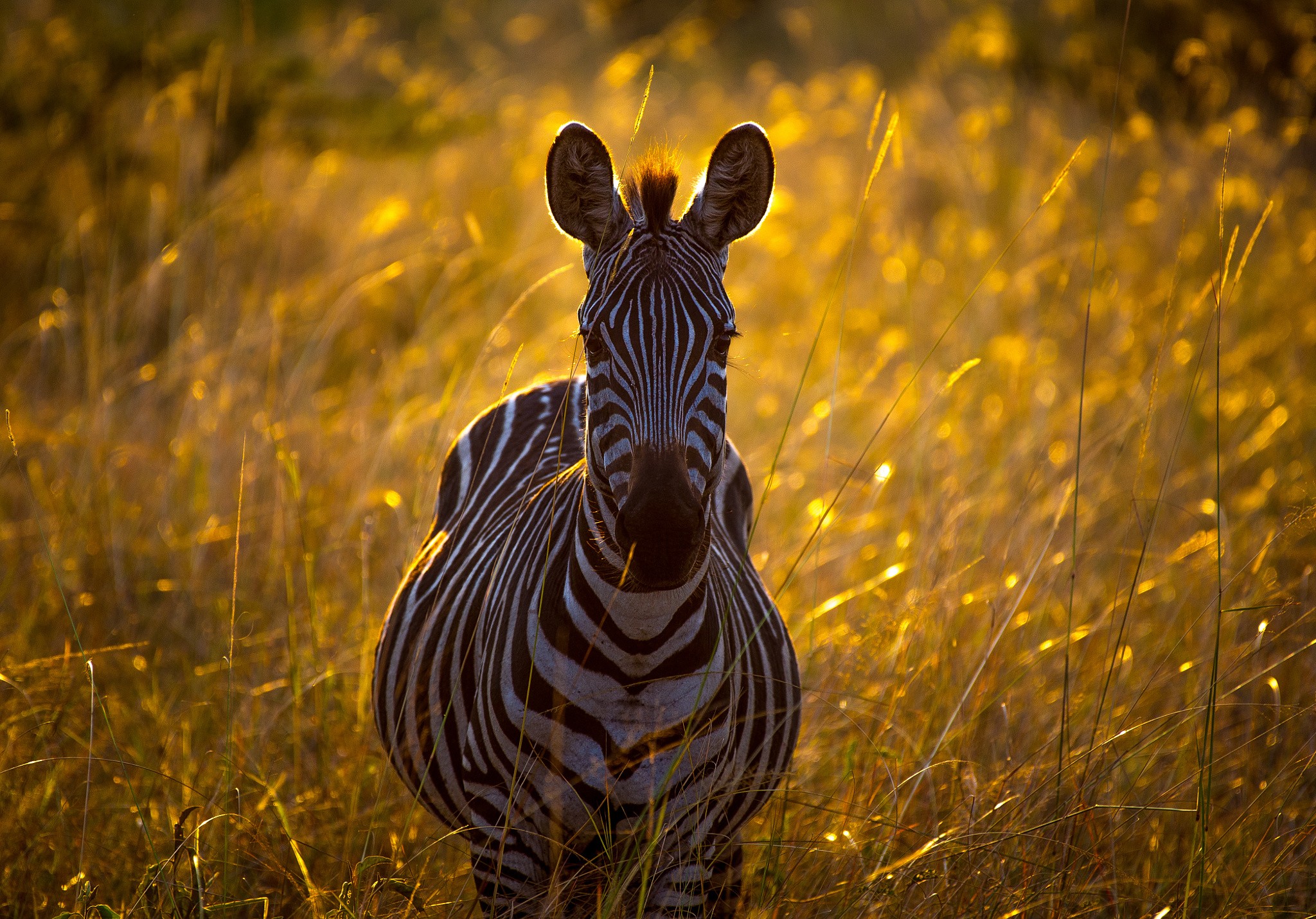 Zebras Plants Bokeh Grass Looking At Viewer Wildlife Animals 2048x1431