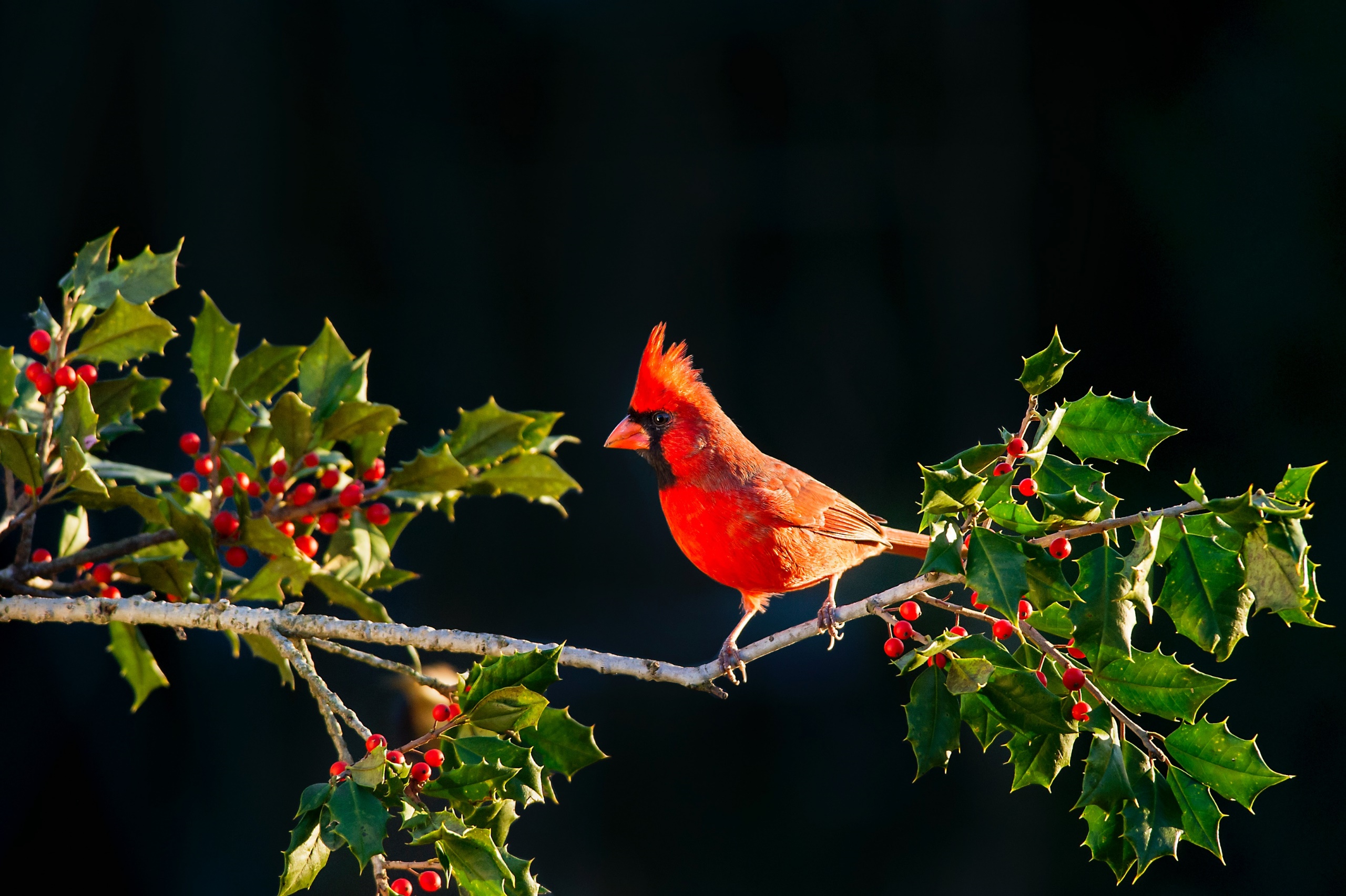 Nature Animals Berries Birds Cardinals 2560x1704