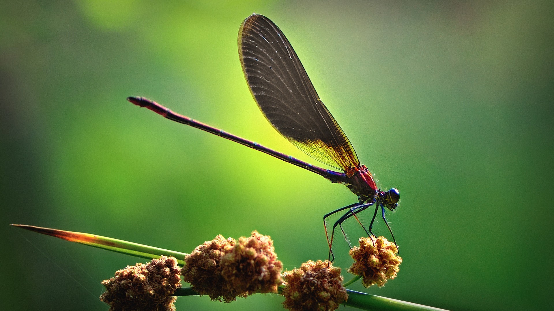 Nature Flying Animals Green Artwork Dragonflies Insect Plants Macro 1920x1080