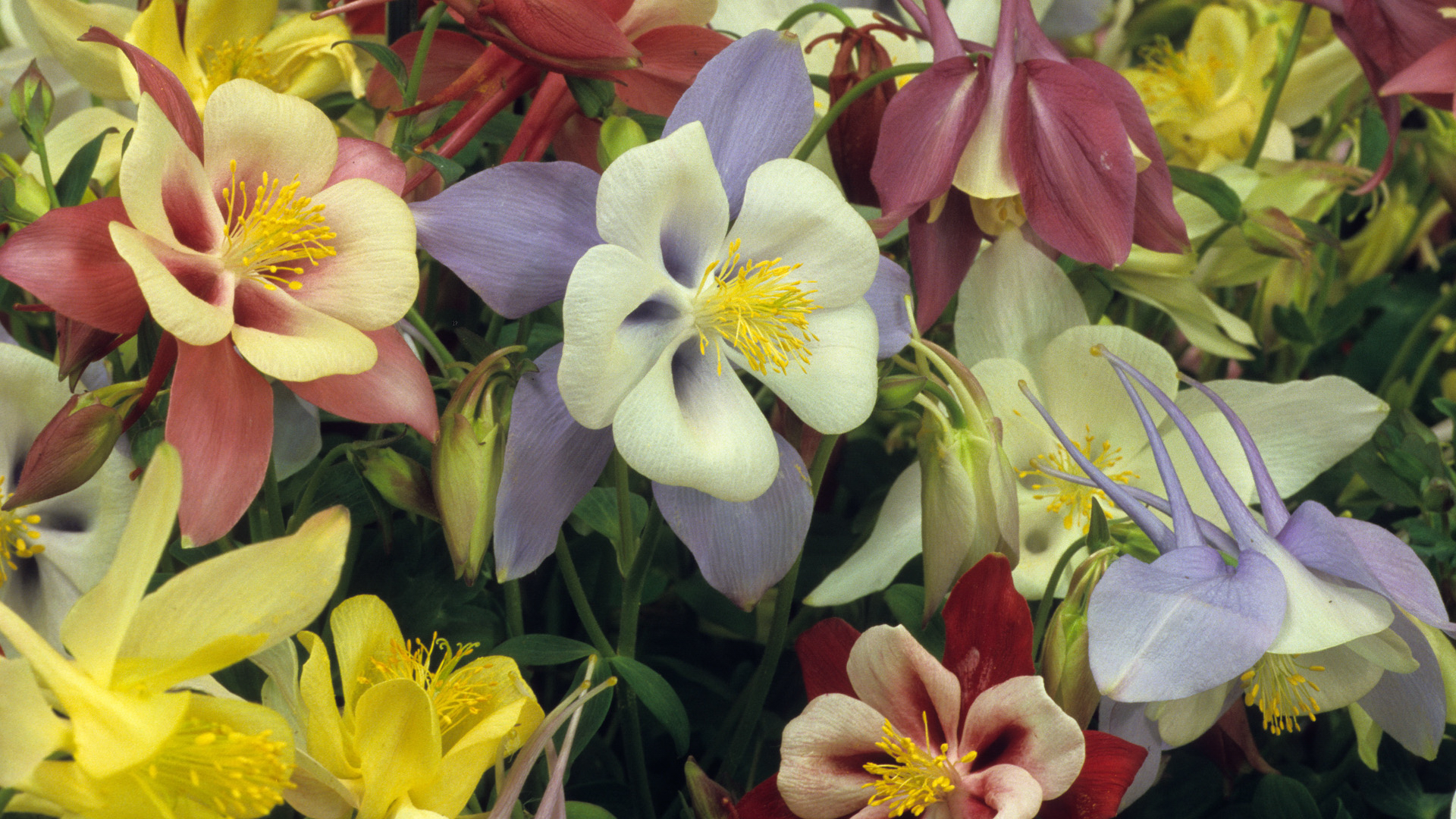 Earth Flower Columbine Colors Colorful 1920x1080