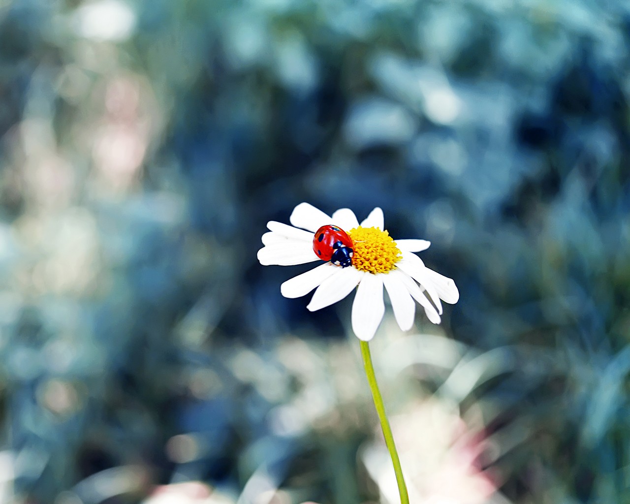 Flowers Chamomile Ladybugs Animals 1280x1024