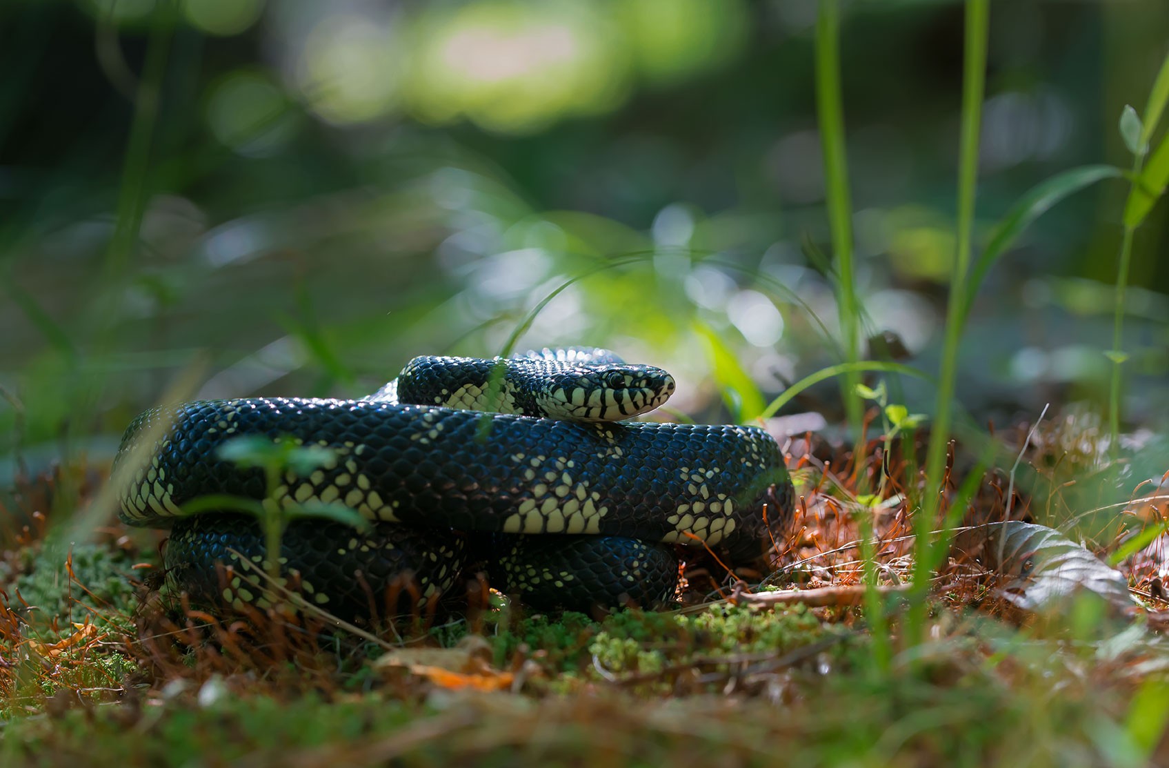 Photography Snake Cobra King Plants Wildlife Reptiles Bokeh Grass 1695x1113