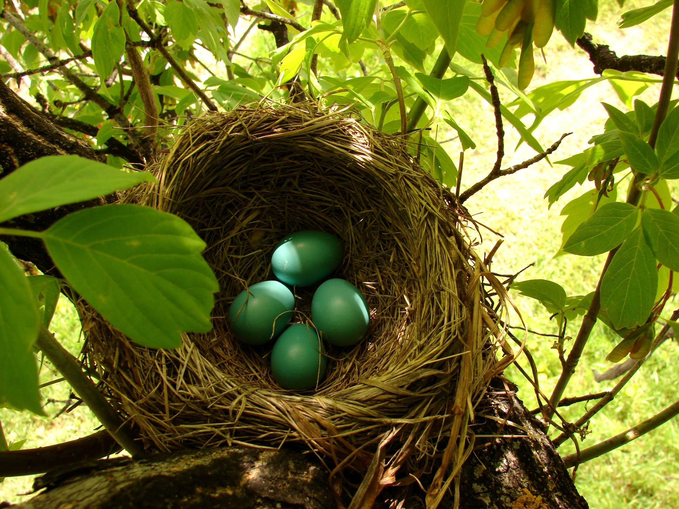 Nests Eggs Plants Leaves Outdoors 2816x2112