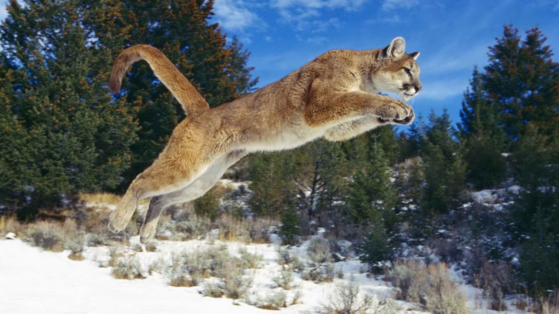 Animals Pumas Jumping Big Cats Mammals Snow Wildlife 1920x1080
