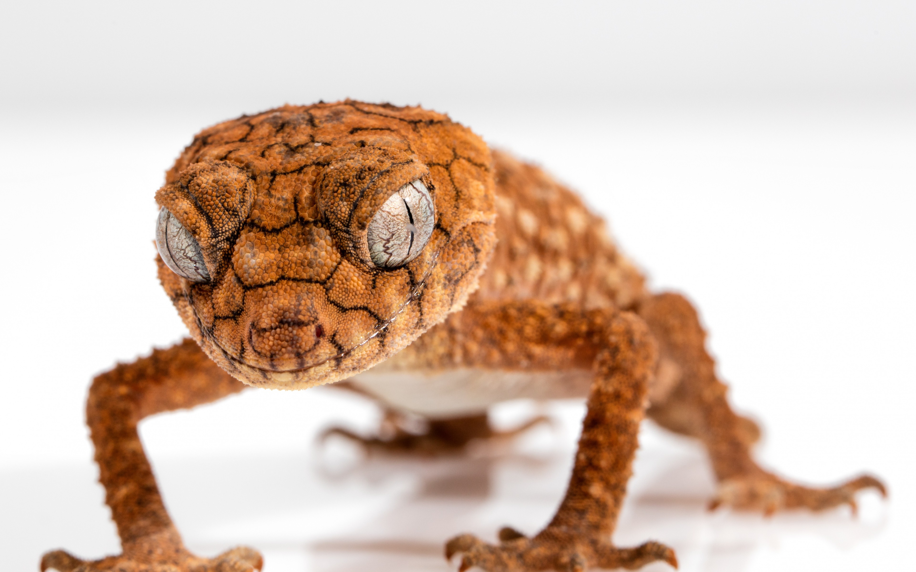Nature Animals Wrinkles Reptiles Macro Gecko Closeup Depth Of Field White Background 3840x2400