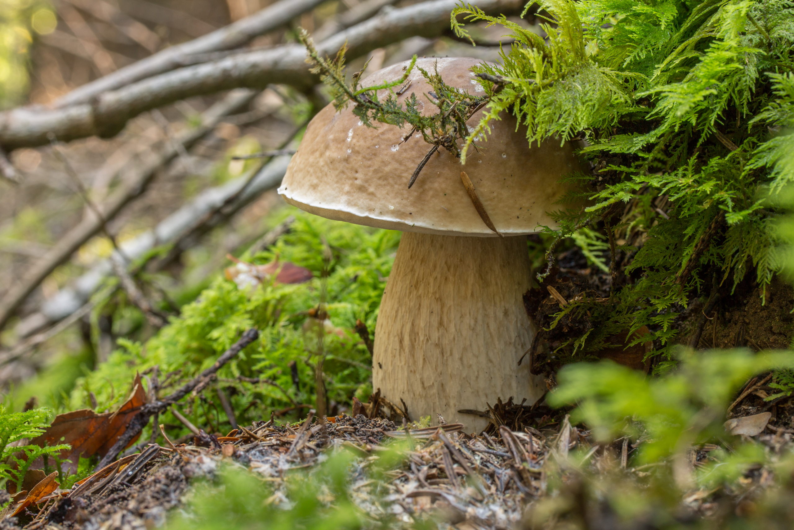 Mushroom Forest Nature Moss Fall Fungus Leaves 2560x1707