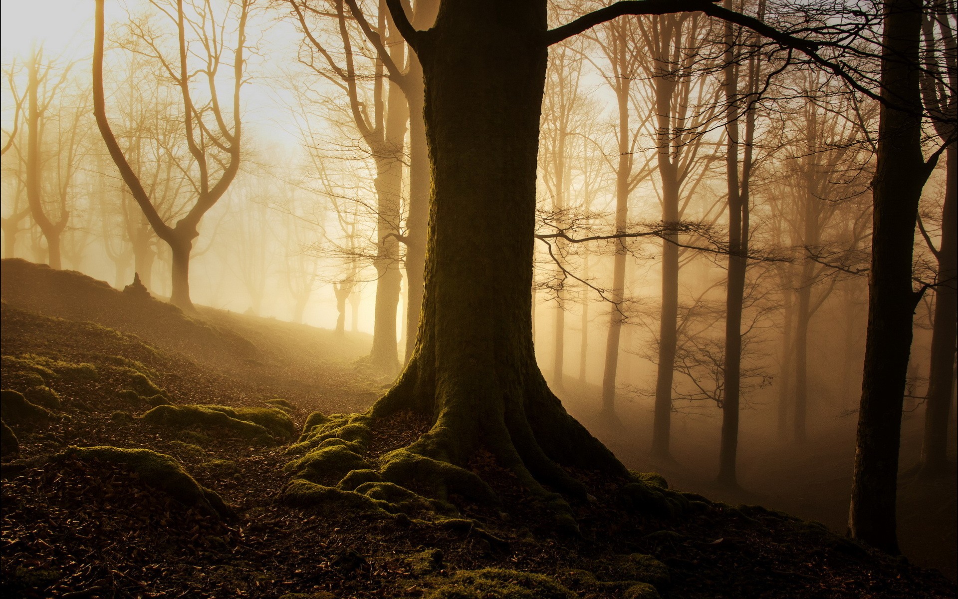 Nature Landscape Trees Wood Forest Mist Leaves Fall Branch Roots Moss Silhouette 1920x1200